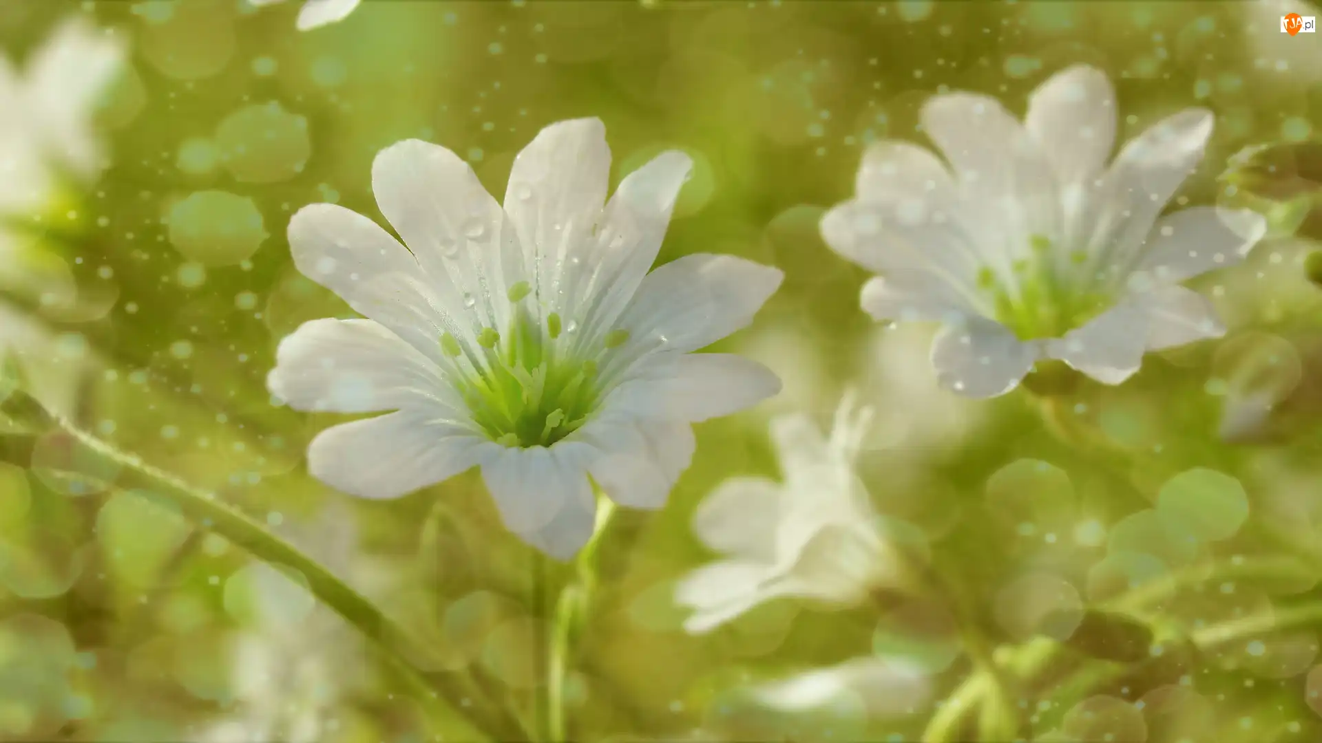 Bokeh, Białe, Kwiaty, Rogownica
