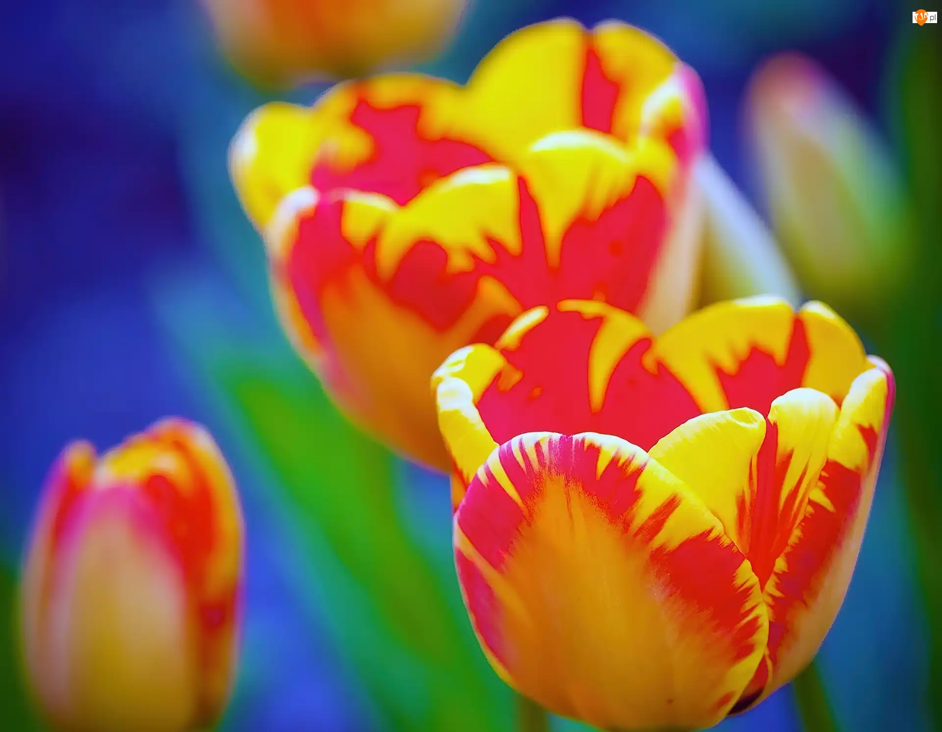 Tulipany, Czerwono, Żółte