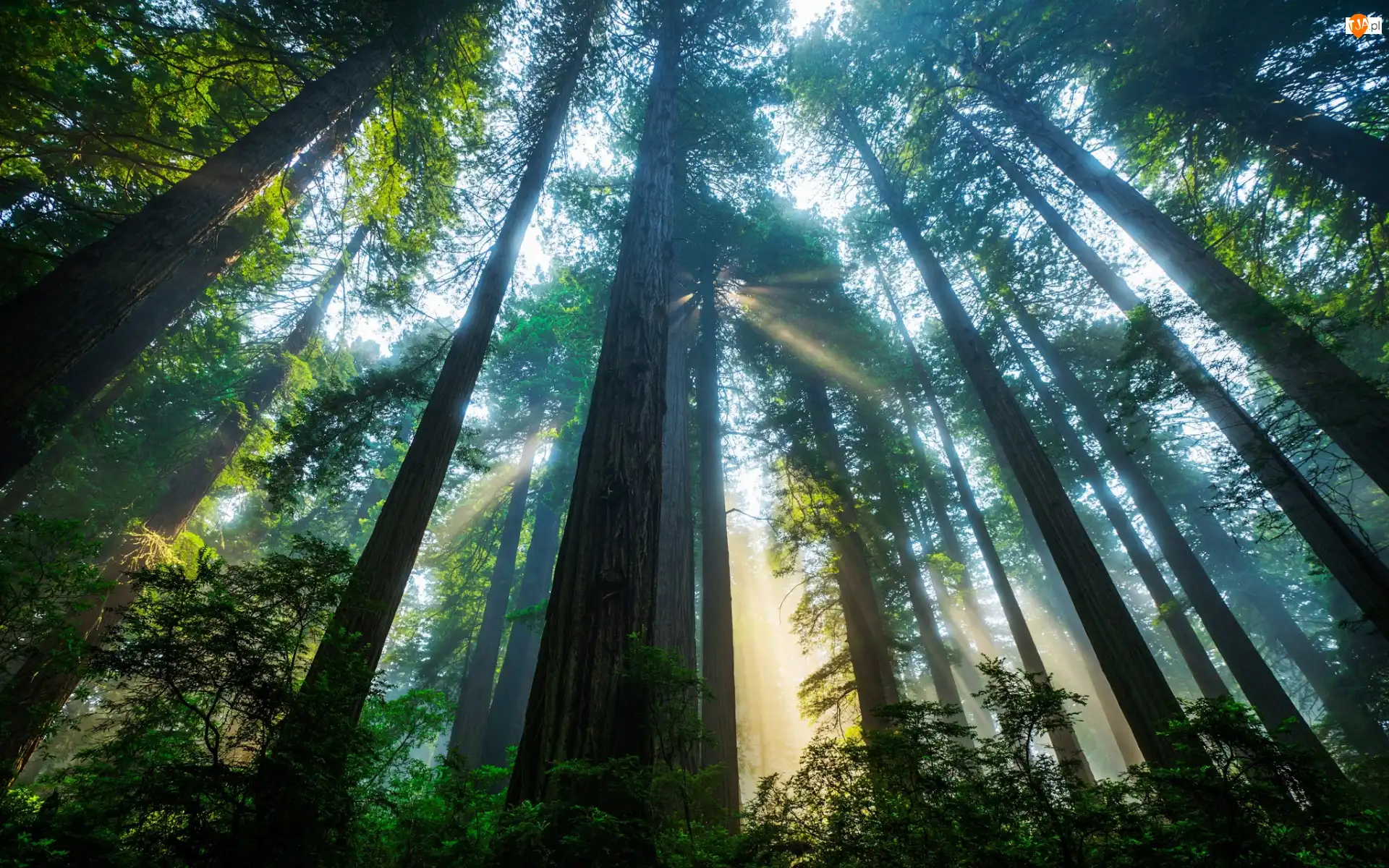 Park Narodowy Redwood, Las, Światło, Stan Kalifornia, Drzewa, Słoneczne, Stany Zjednoczone, Sekwoje
