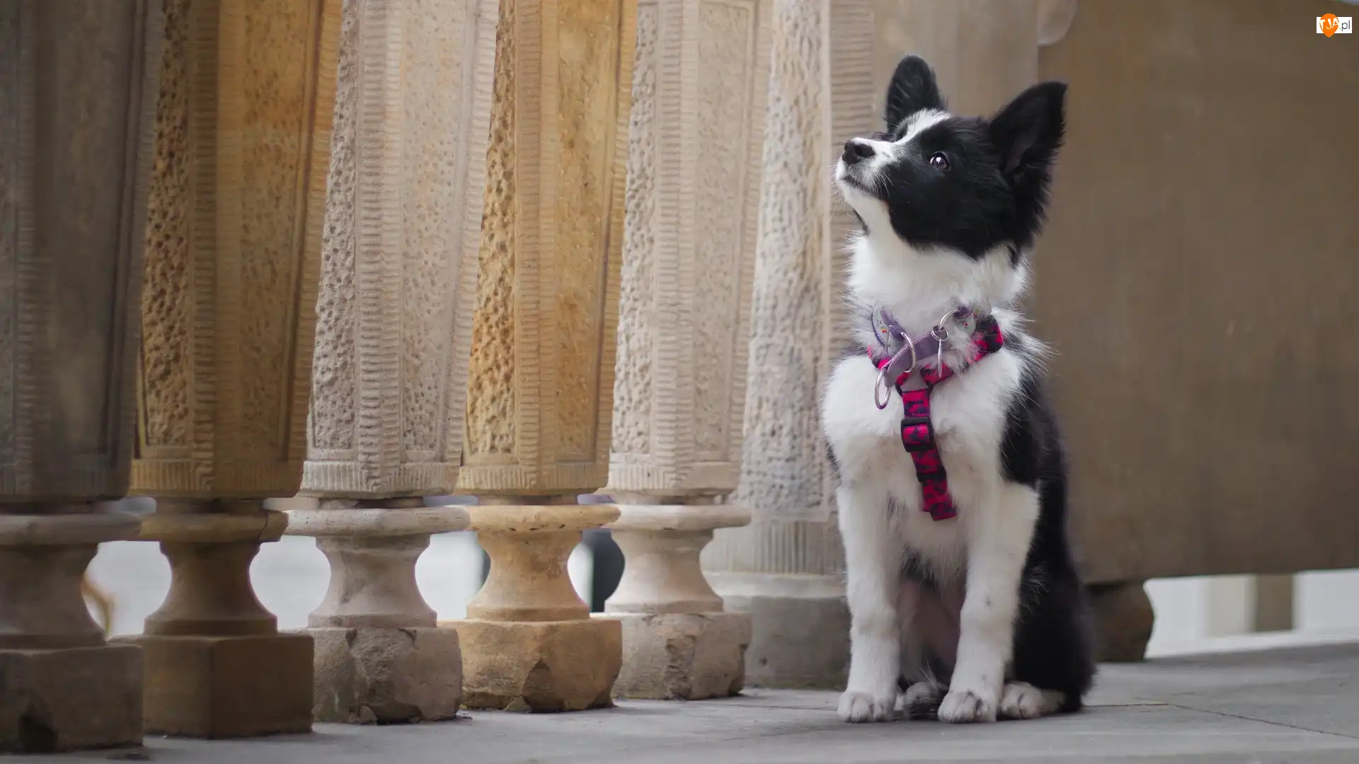 Szelki, Szczeniak, Border collie