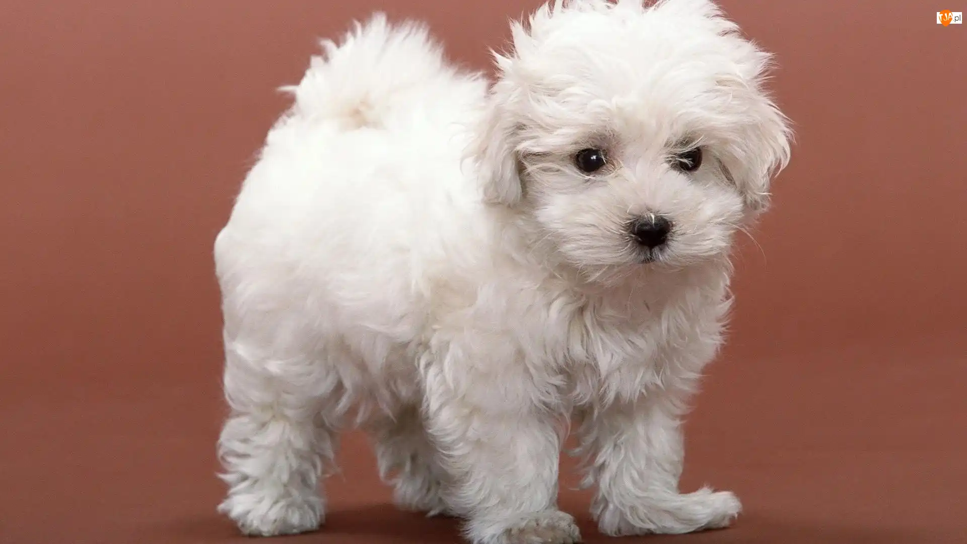 Bichon Frise, Szczeniak