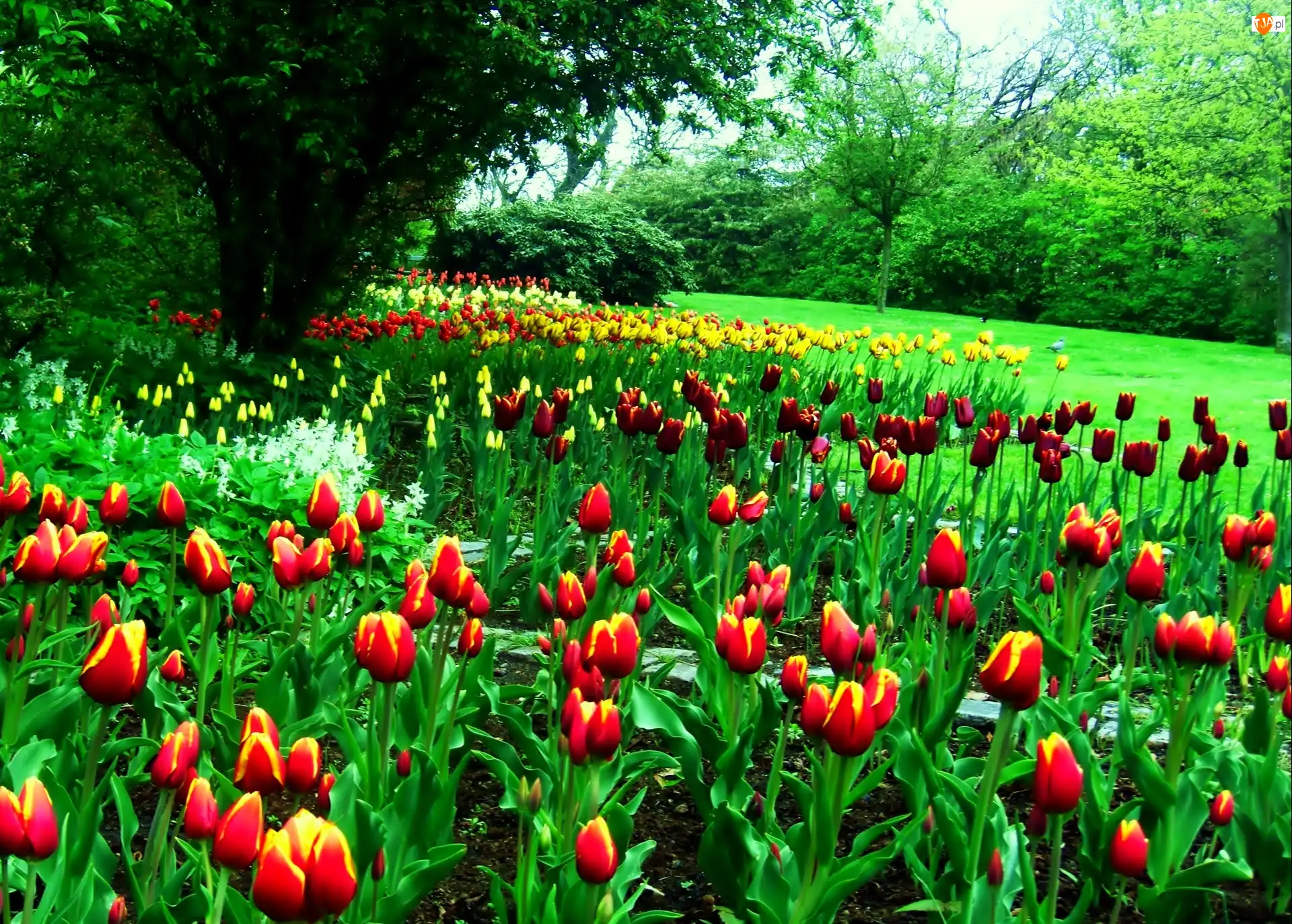 Drzewa, Tulipany