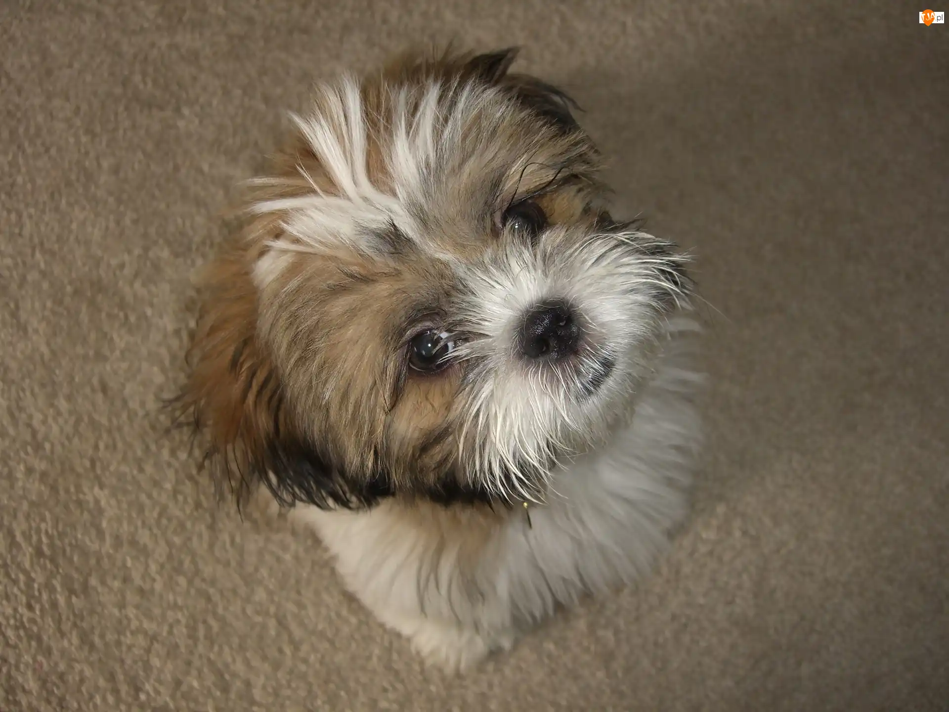 Shih Tzu, Mały