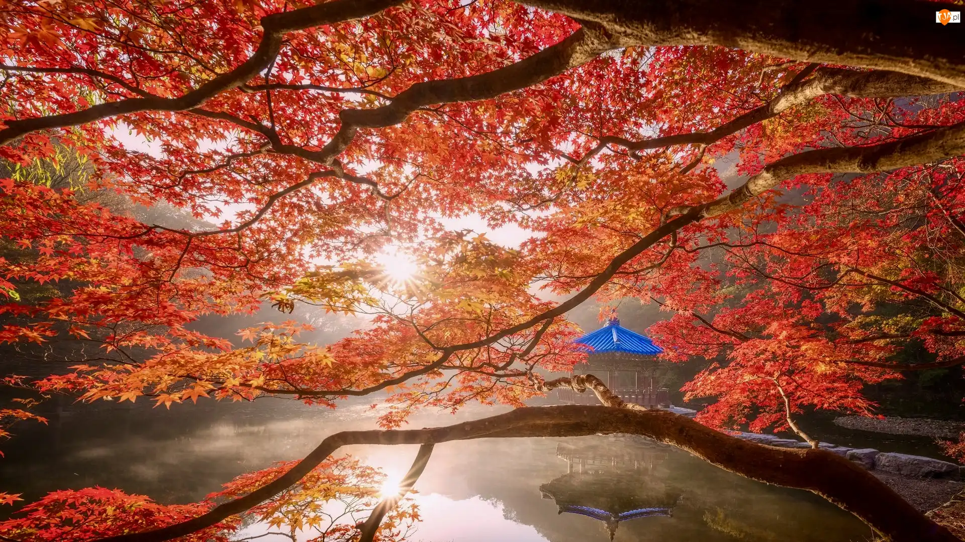 Japonia, Staw Sagiike, Nara, Pawilon Ukimido, Nara Park, Klon, Liście, Jesień, Altana