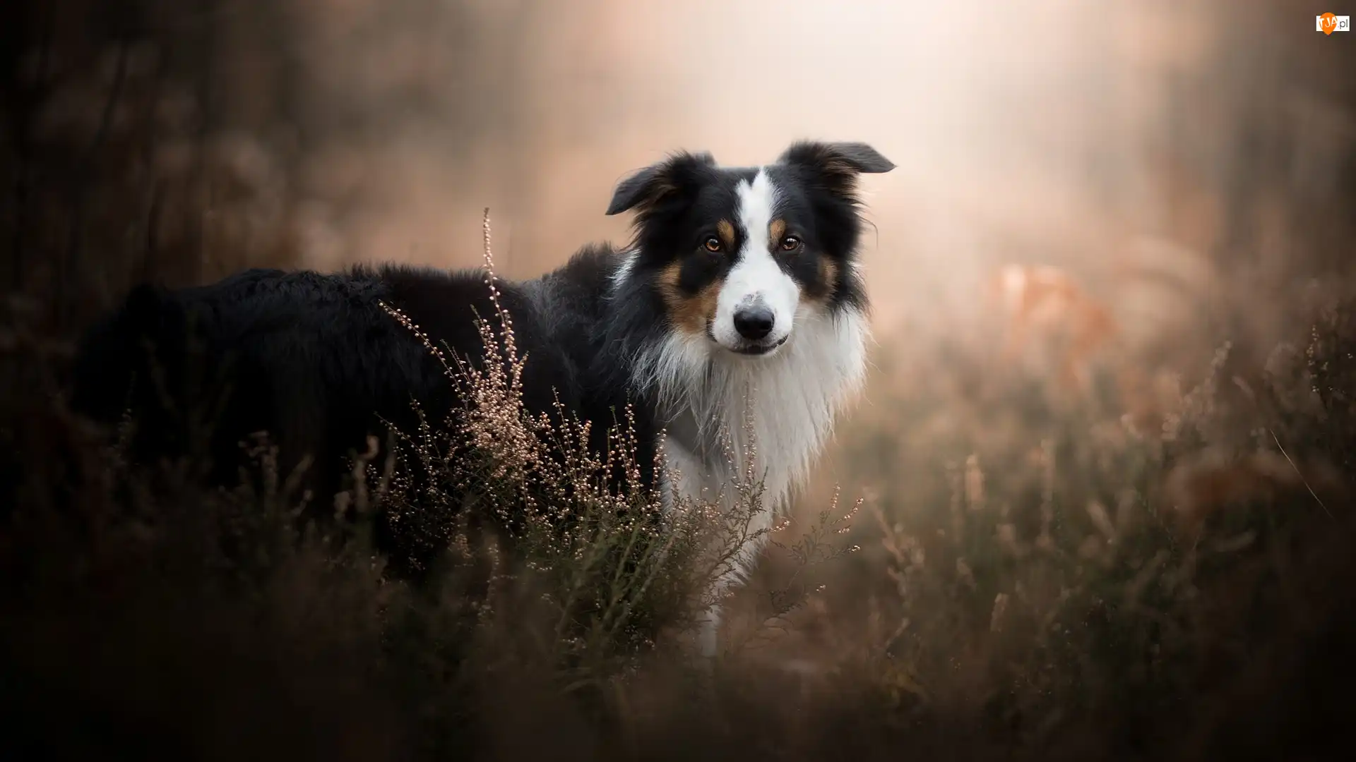Wrzosy, Tło, Border collie, Pies, Rozmyte