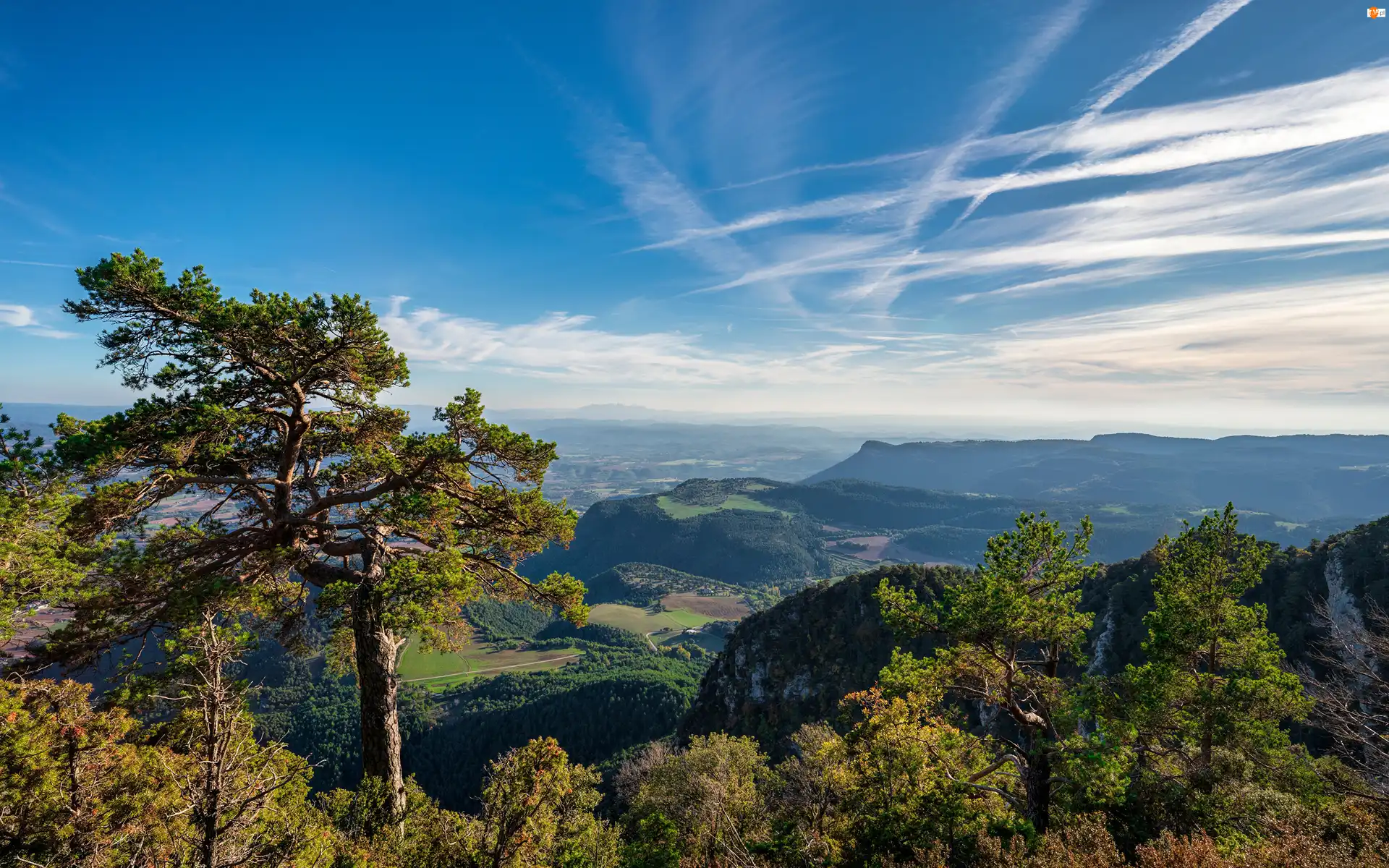 Katalonia, Hiszpania, Góry, Lasy, Gmina Castellar del Riu, Serra de Queralt Drzewa