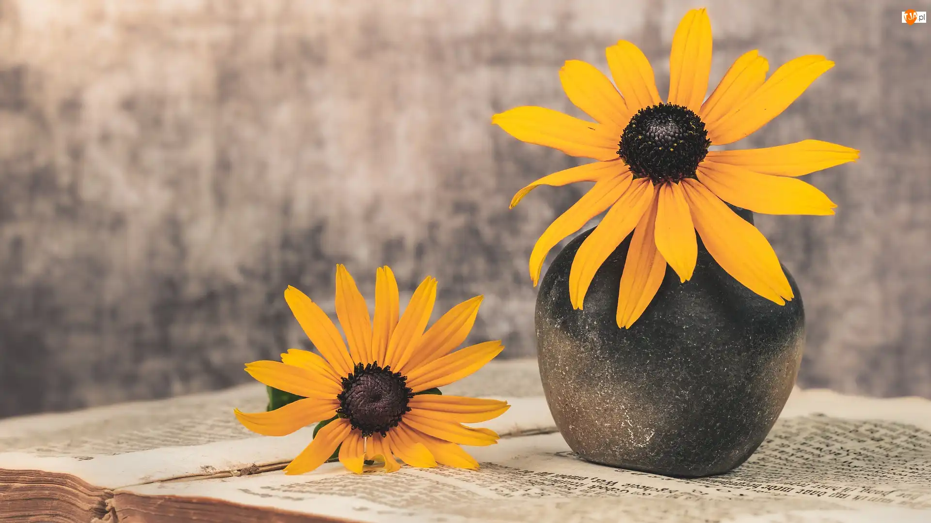 Rudbekia, Książka, Kwiaty, Żółte, Wazon