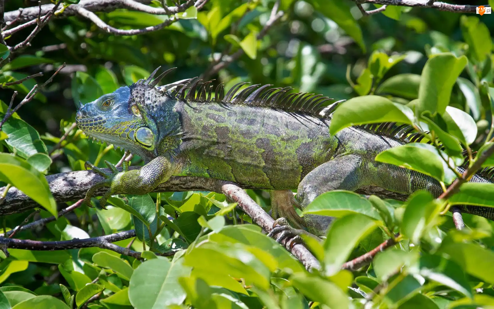 Liście, Iguana, Gałęzie