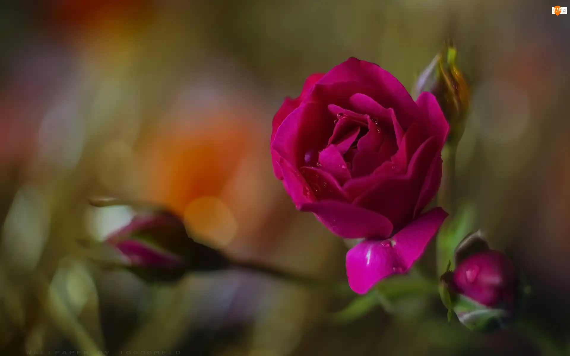 Bokeh, Kwiat, Róża, Czerwona