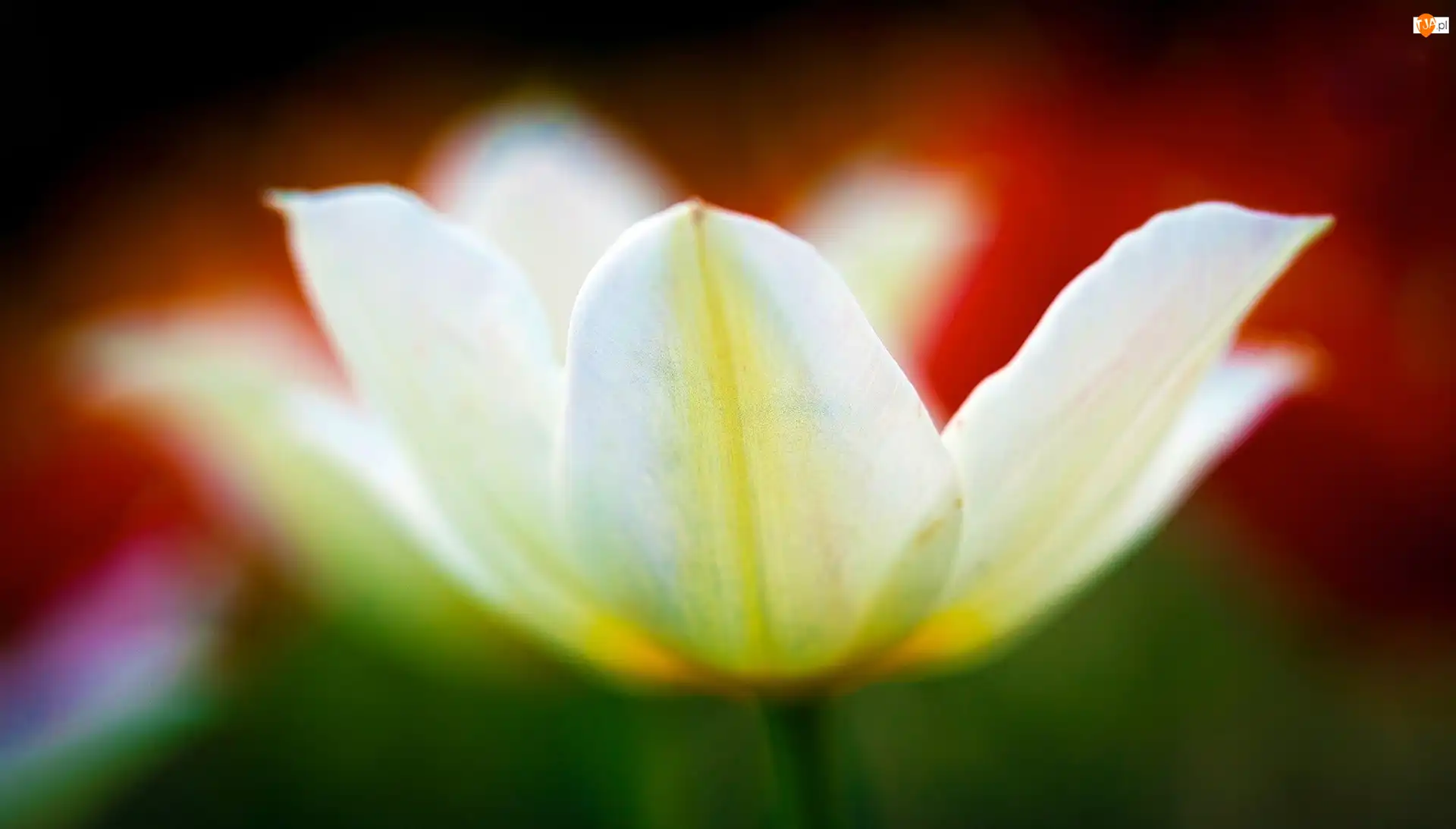 Tulipan, Biały, Rozkwitnięty