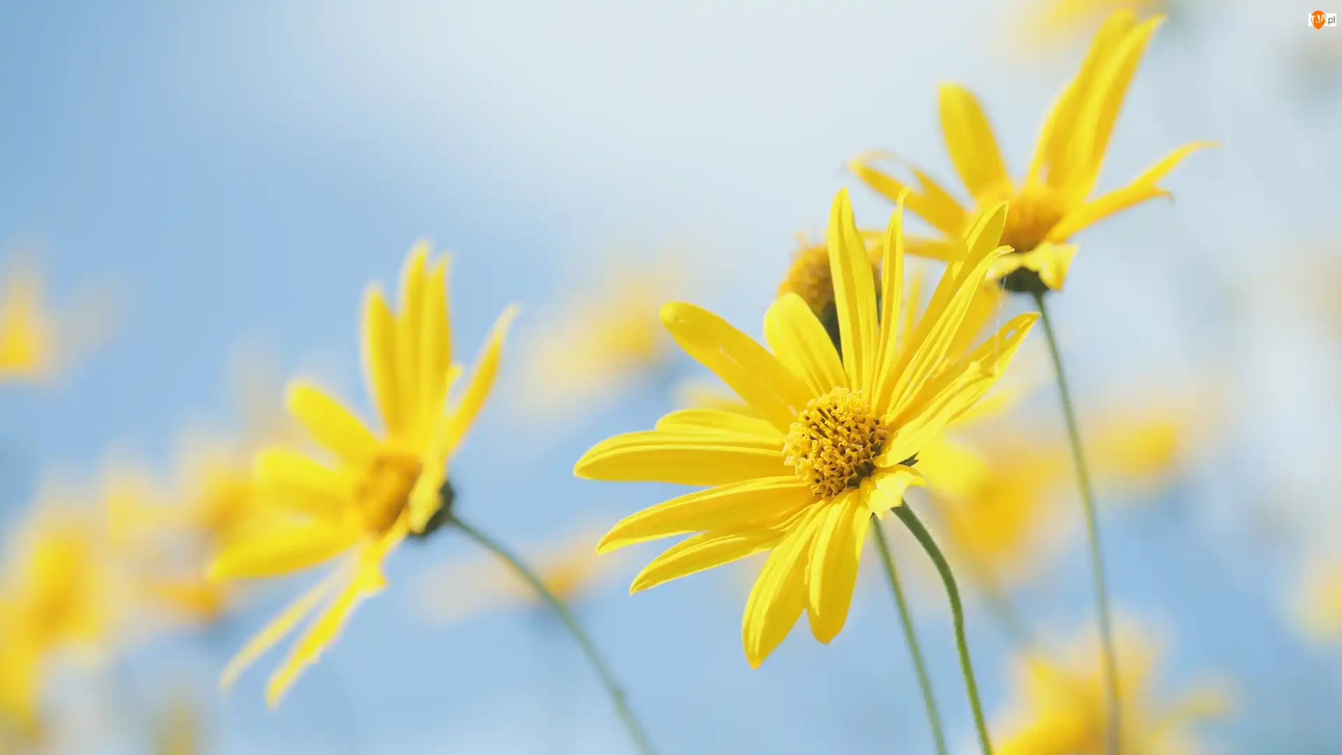 Euryops pectinatus, Żółte, Kwiaty