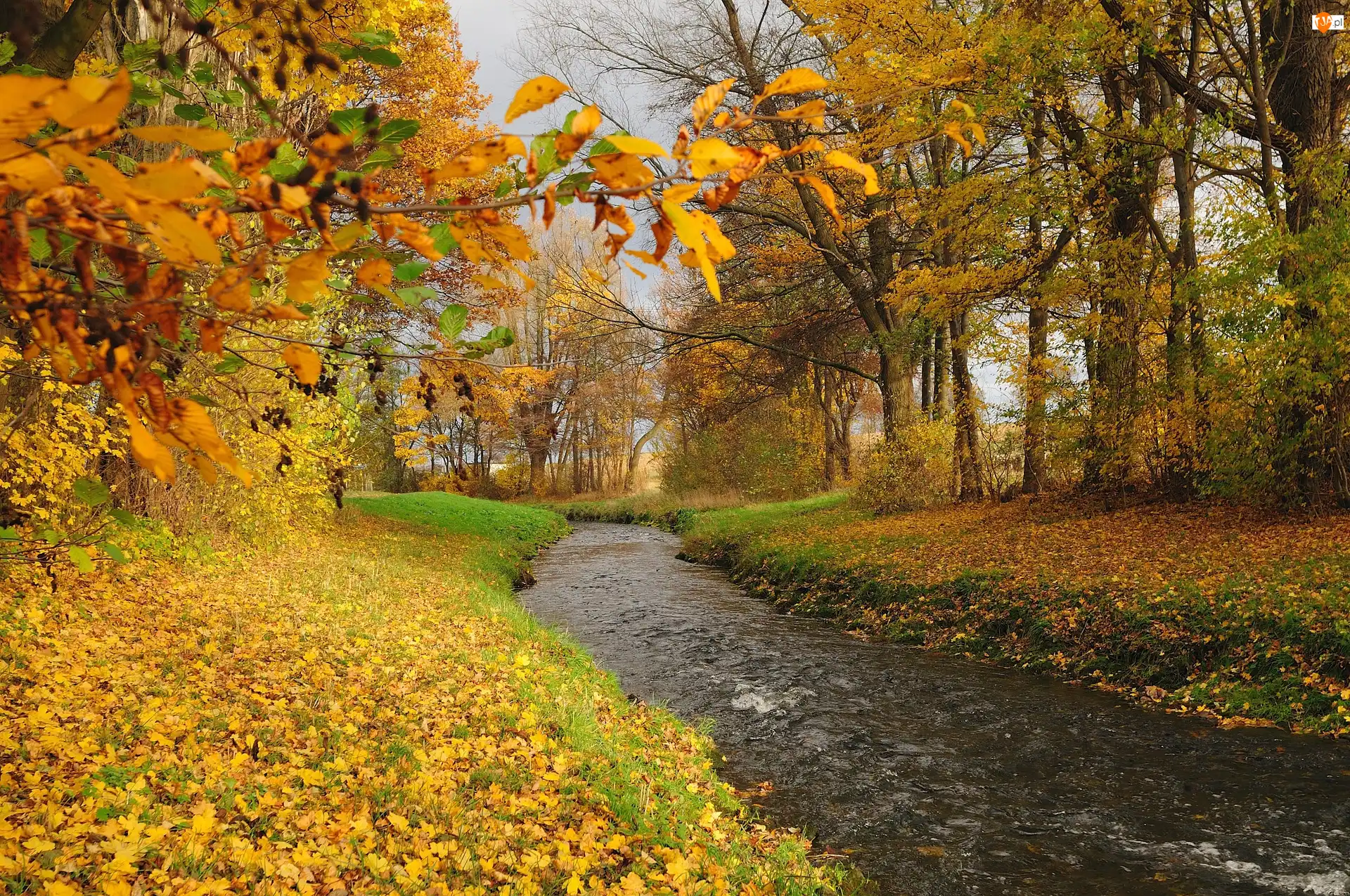 Jesień, Rzeka, Park, Liście