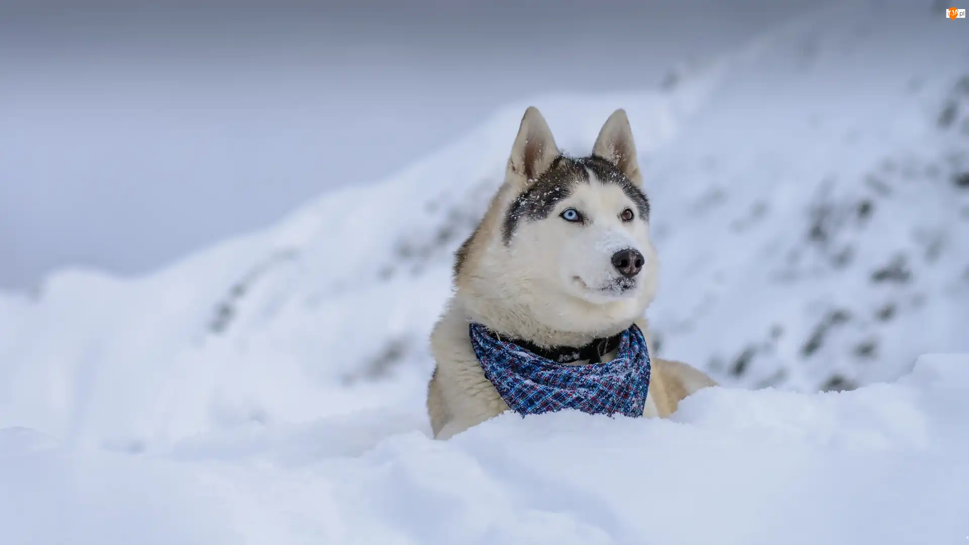 Góry, Siberian Husky, Chustka, Zima