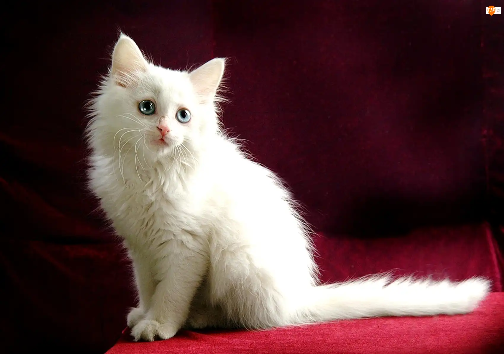 Kot turecka angora, Biały