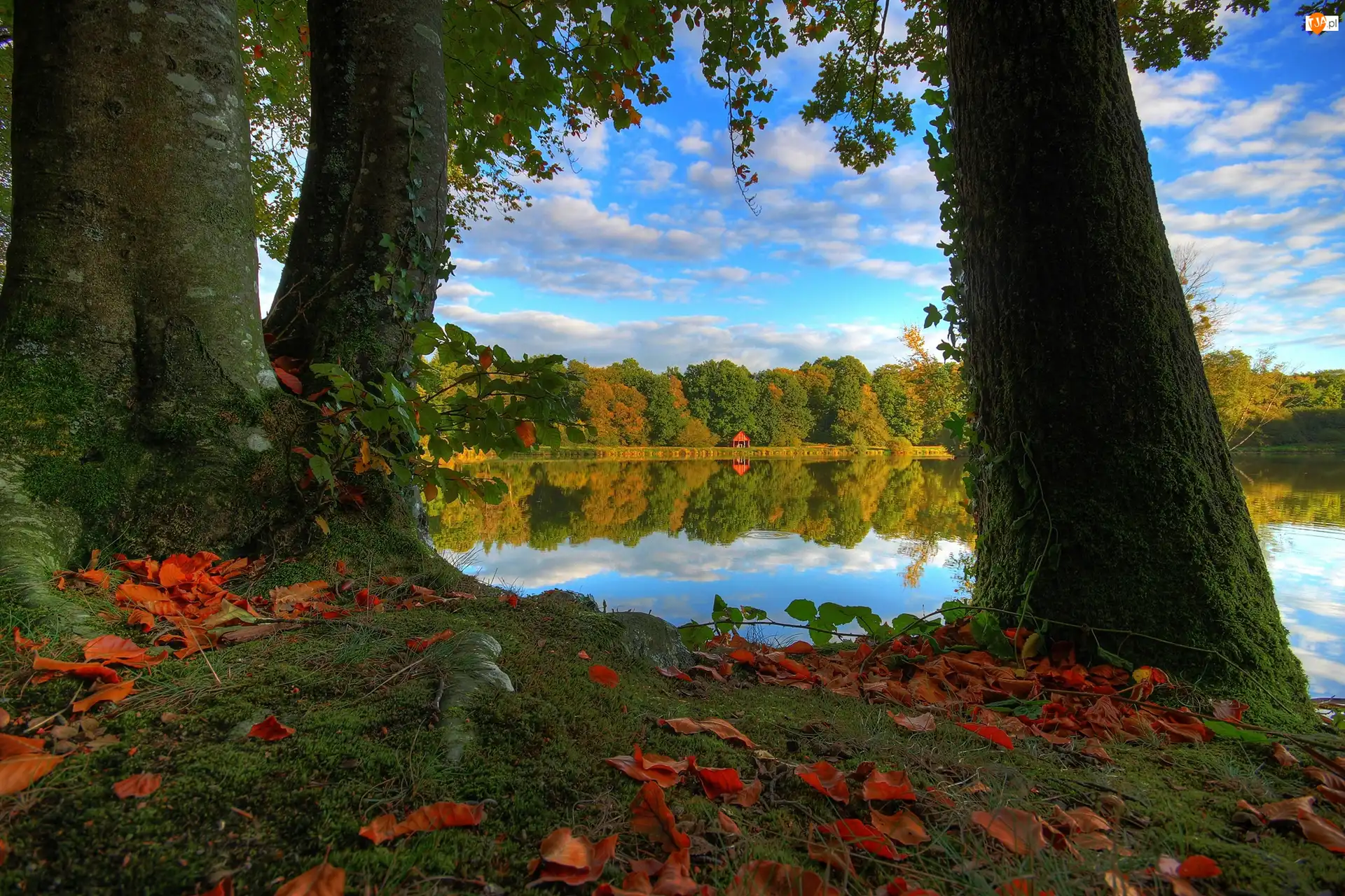 Jesień, Altanka, Liście, Drzewa, Jezioro