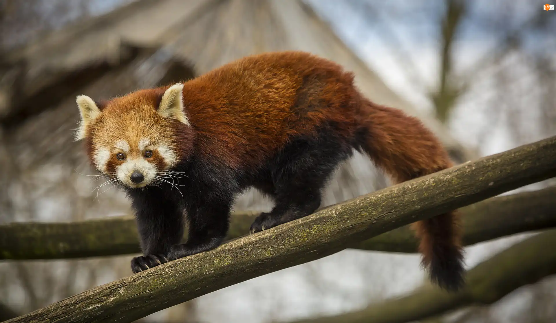 Spojrzenie, Panda mała, Pandka ruda