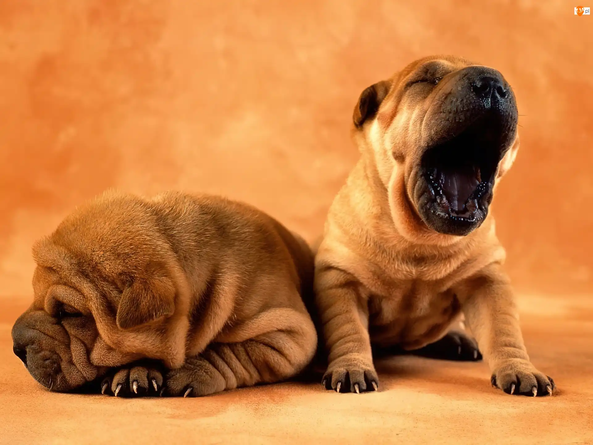 Shar Pei, Dwa, Słodkie, Psiaki