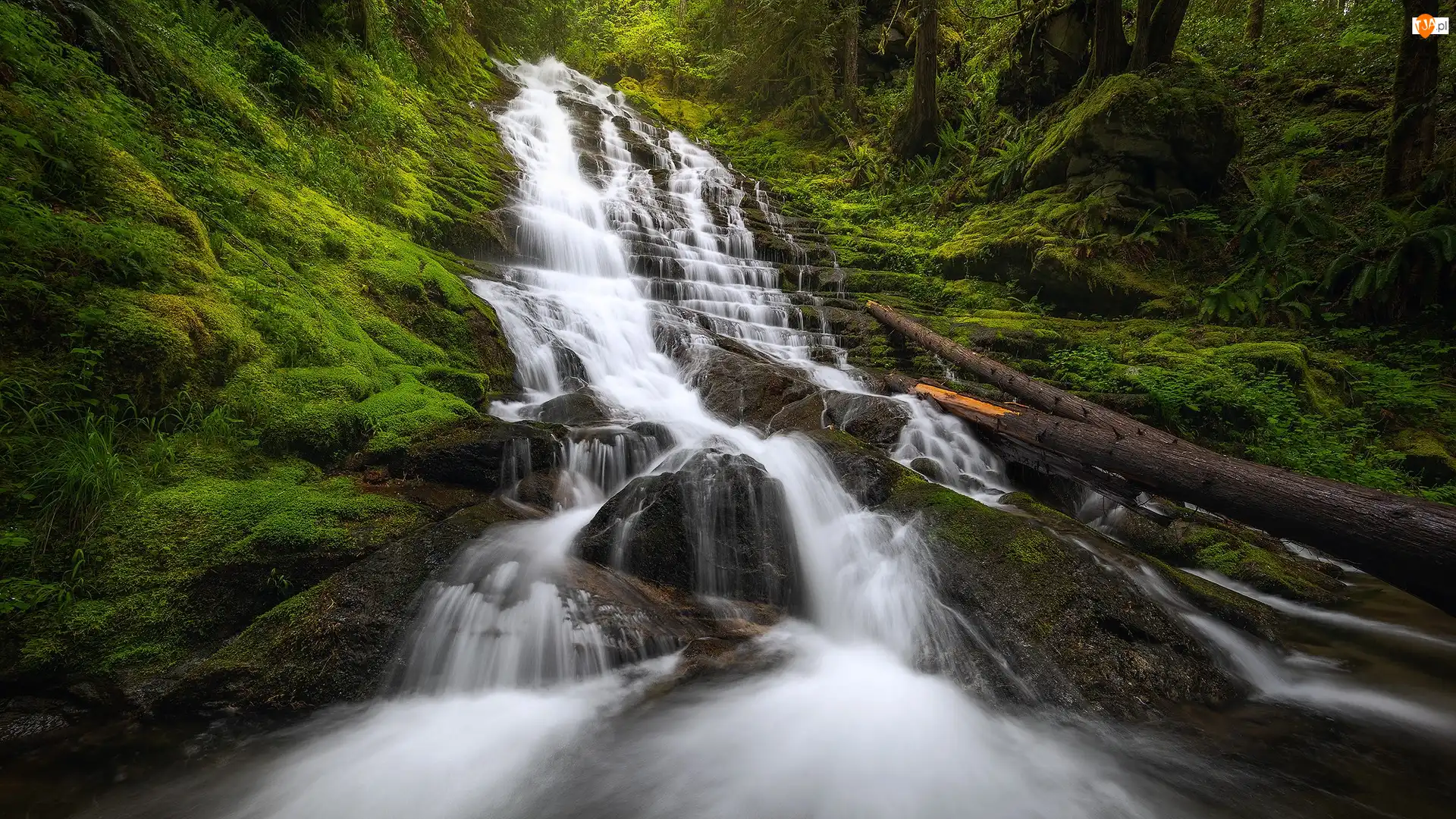 Stany Zjednoczone, Roślinność, Rezerwat przyrody, Pnie, Wodospad, Las, Kamienie, Fairy Falls, Mech, Columbia River Gorge