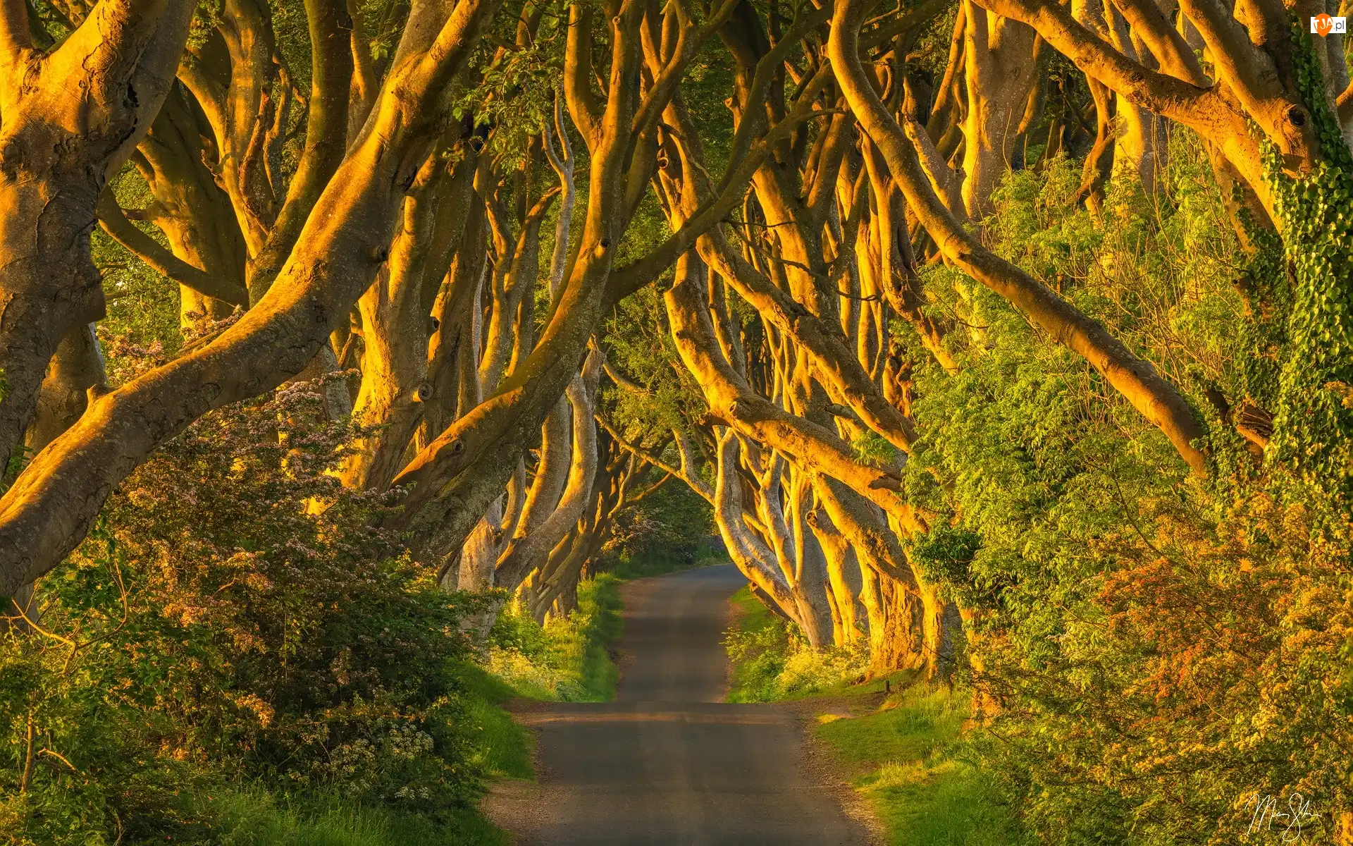 Aleja, Dark Hedges, Irlandia Północna, Droga, Hrabstwo Antrim, Buki, Drzewa