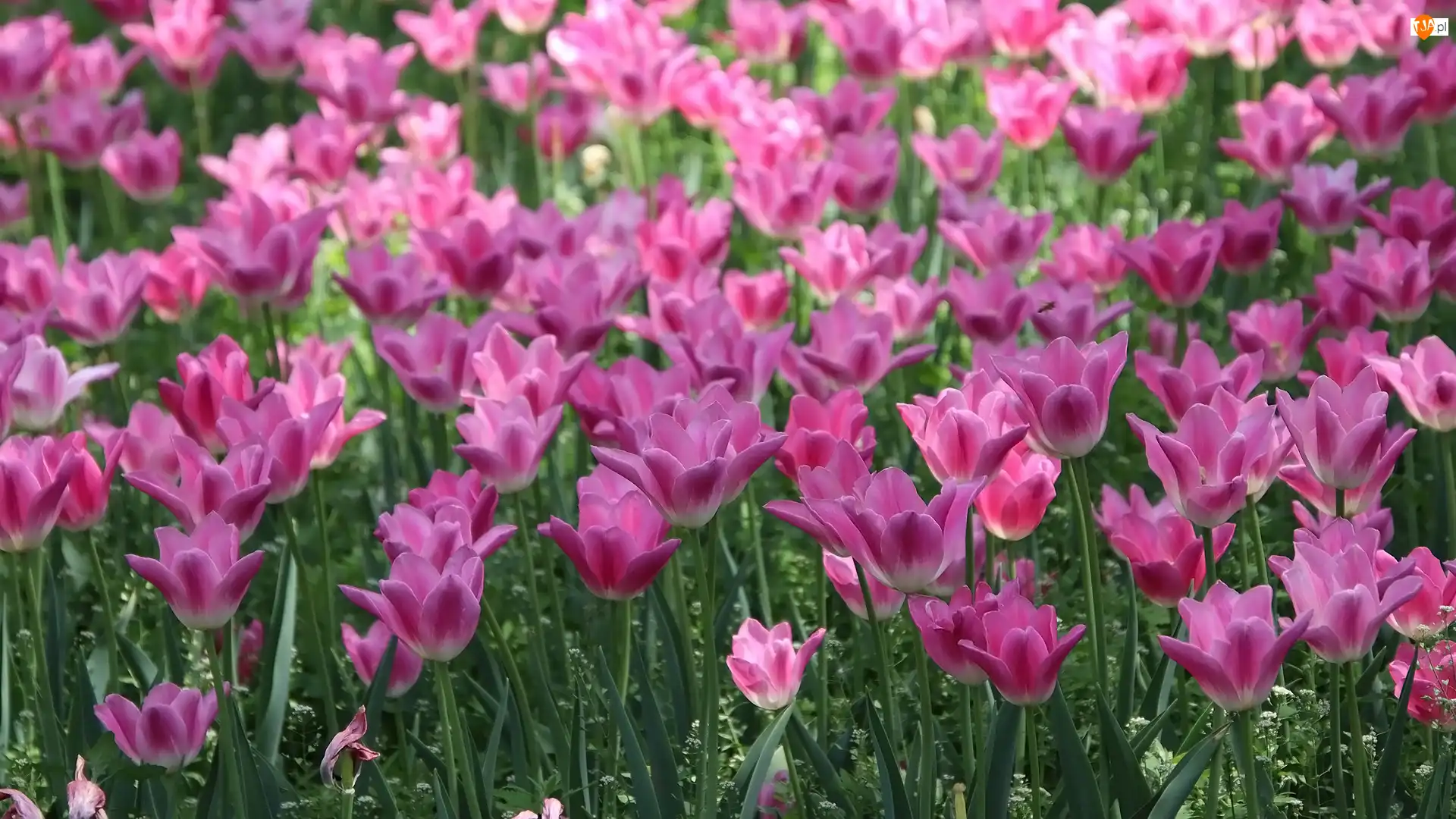 Tulipany, Różowe, Kwiaty, Rozkwitające