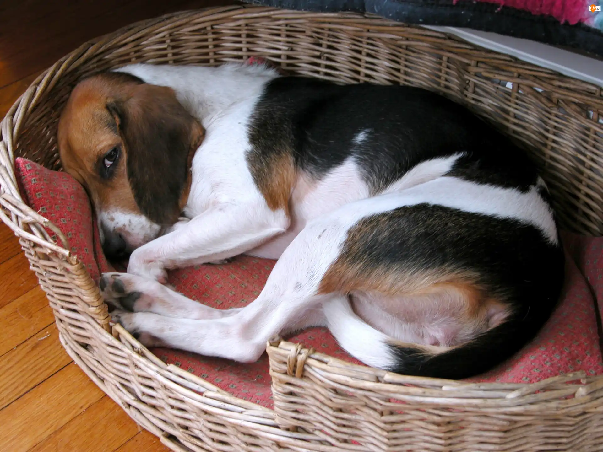 Legowisko, Beagle