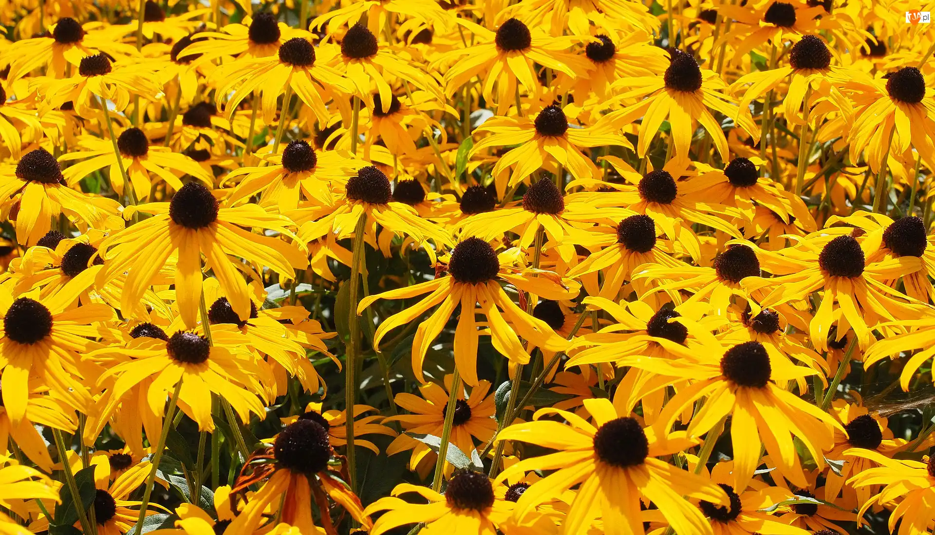 Rudbekia, Kwiaty, Żółte