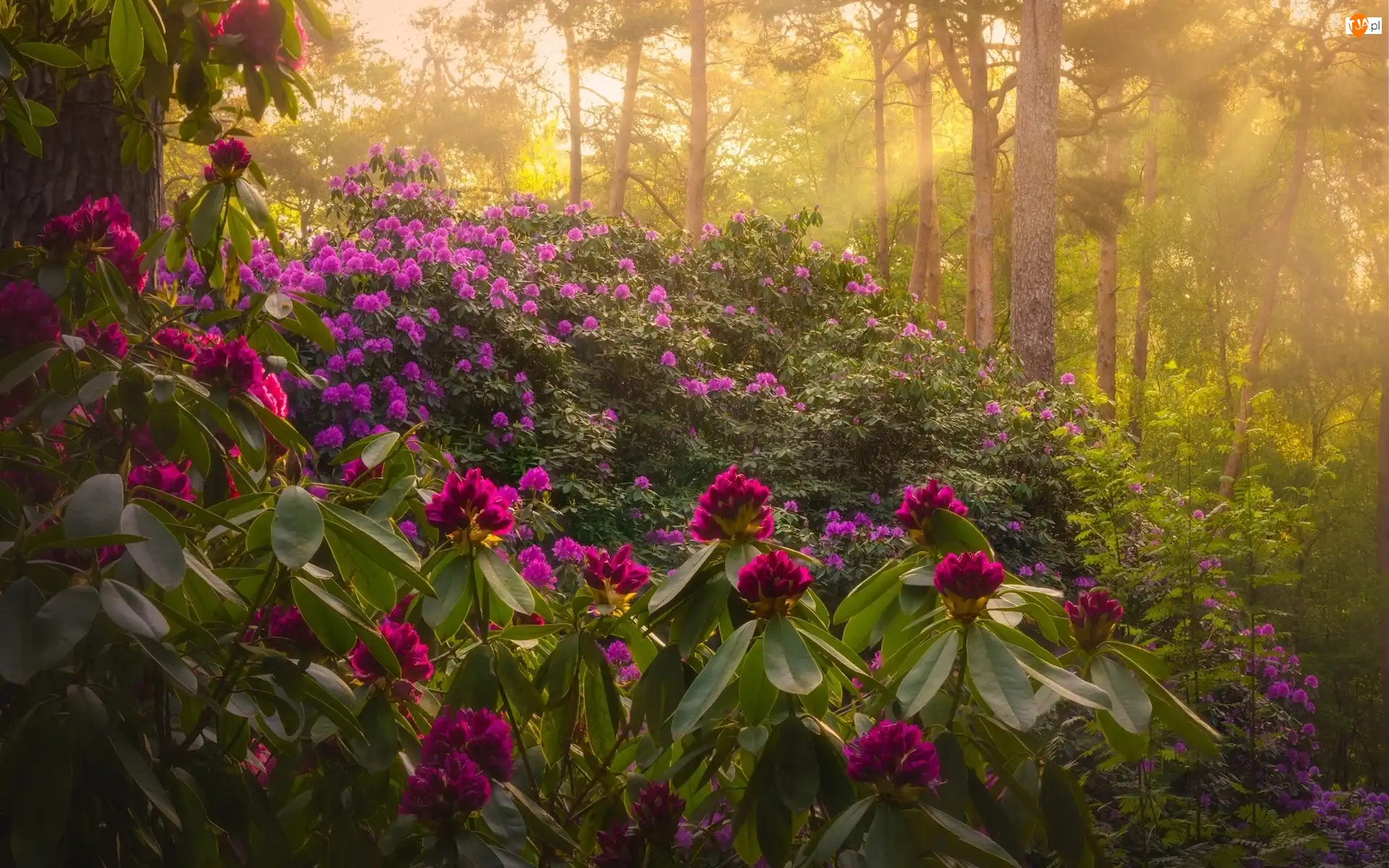 Przebijające światło, Park, Krzewy, Rododendron, Drzewa, Różanecznik