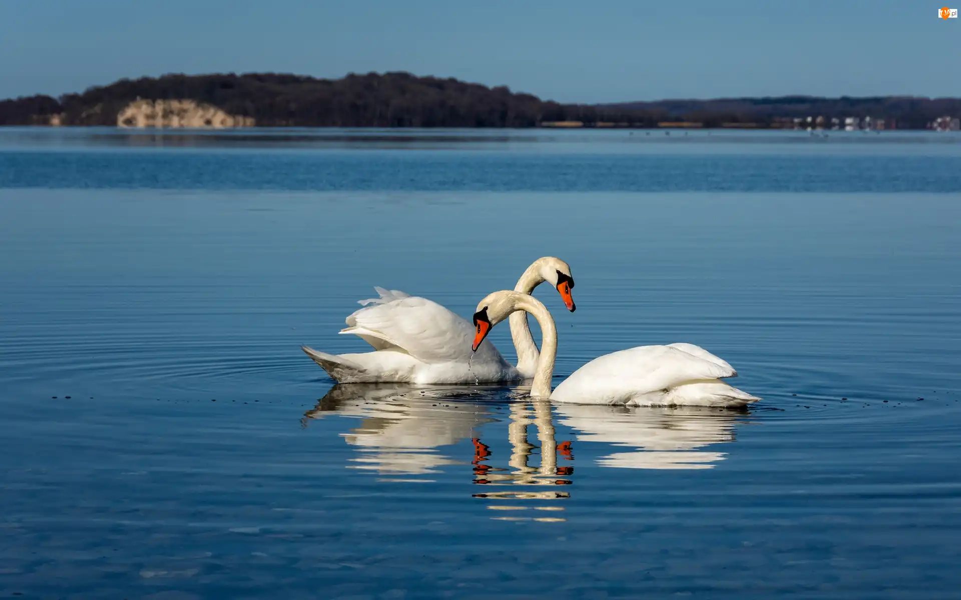 Jezioro, Dwa, Łabędzie