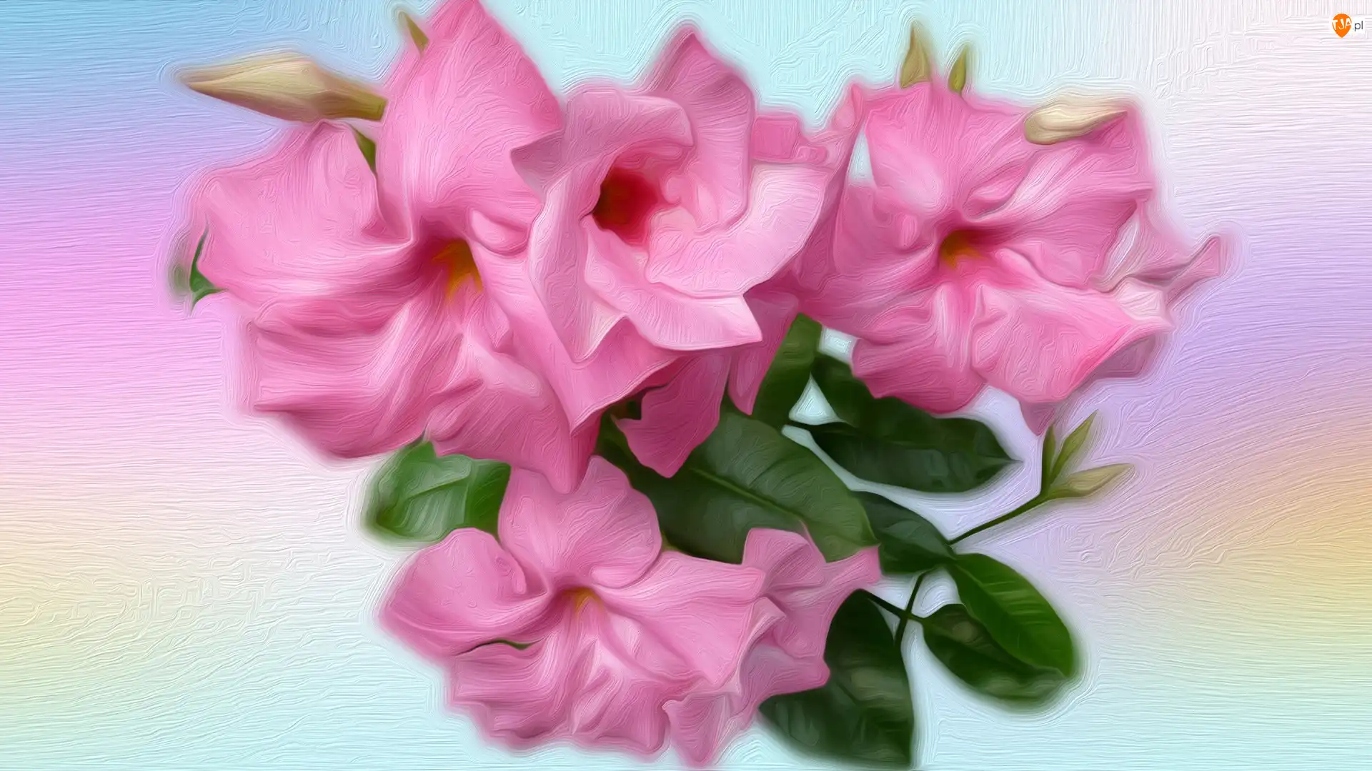 Kwiaty, Petunia, Różowe