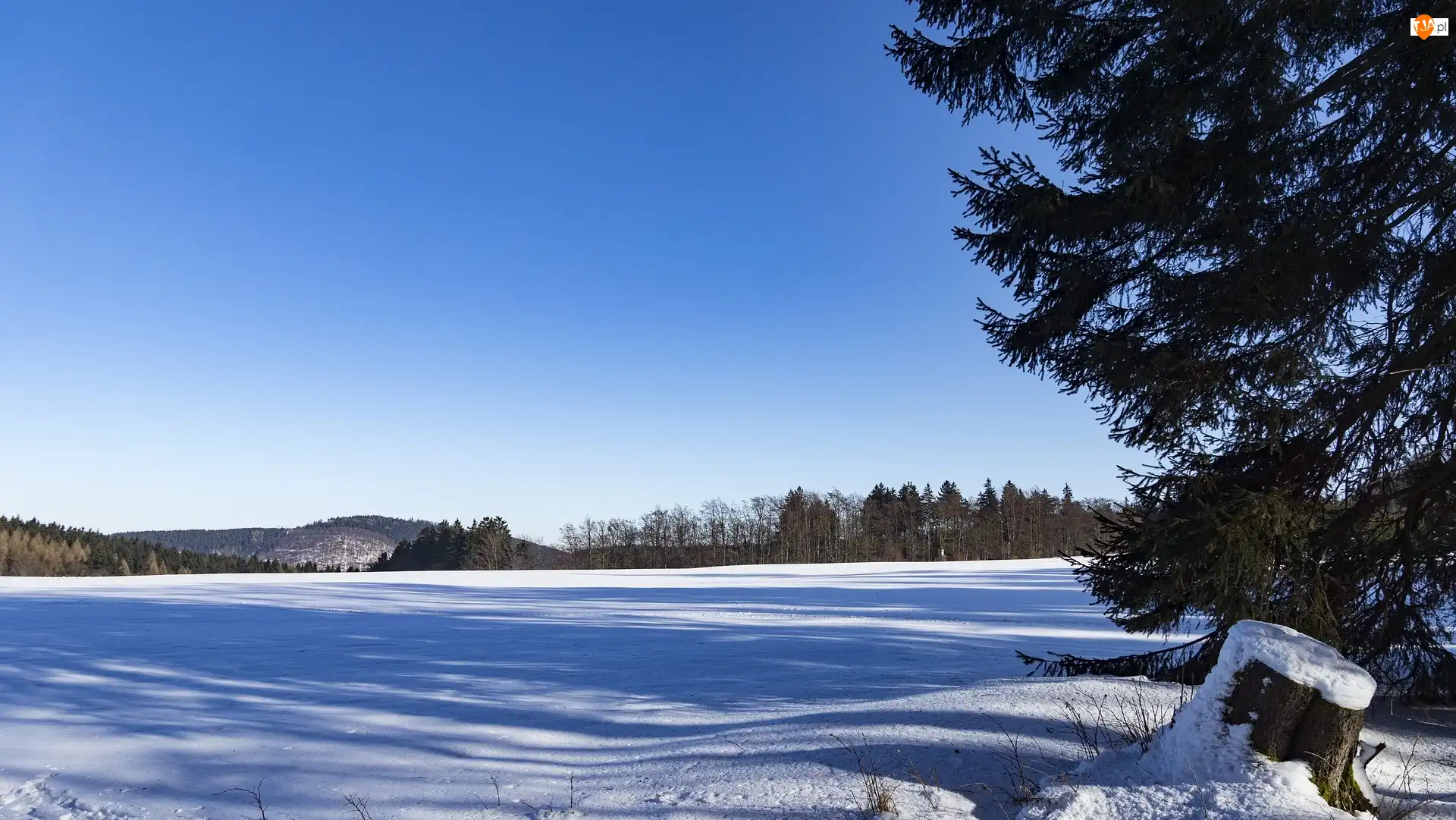 Drzewa, Zima, Pole
