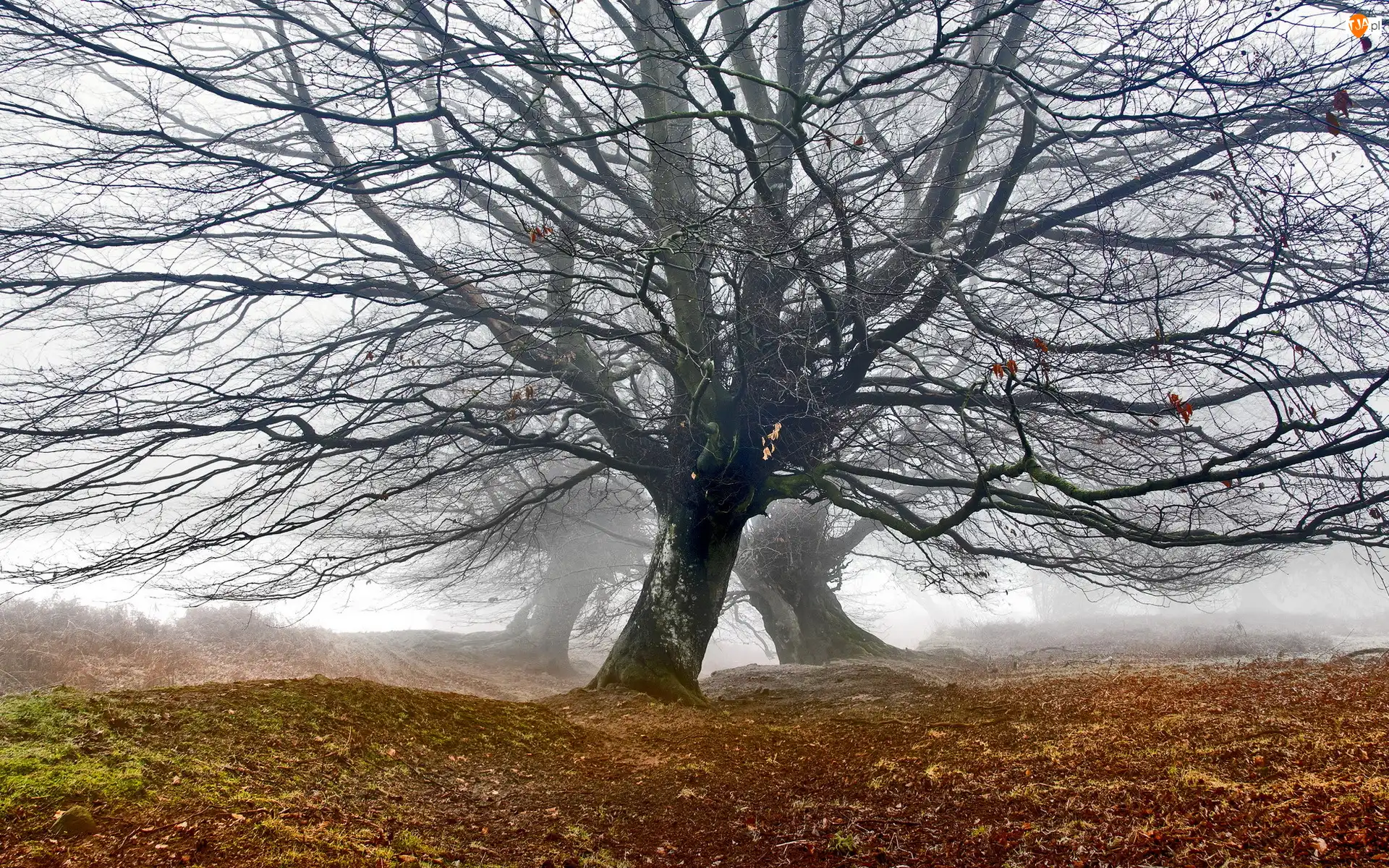 Wzgórze Blorenge, Park Narodowy Brecon Beacons, Dęby, Mgła, Jesień, Wzgórze Blorenge, Bezlistne, Walia, Drzewa