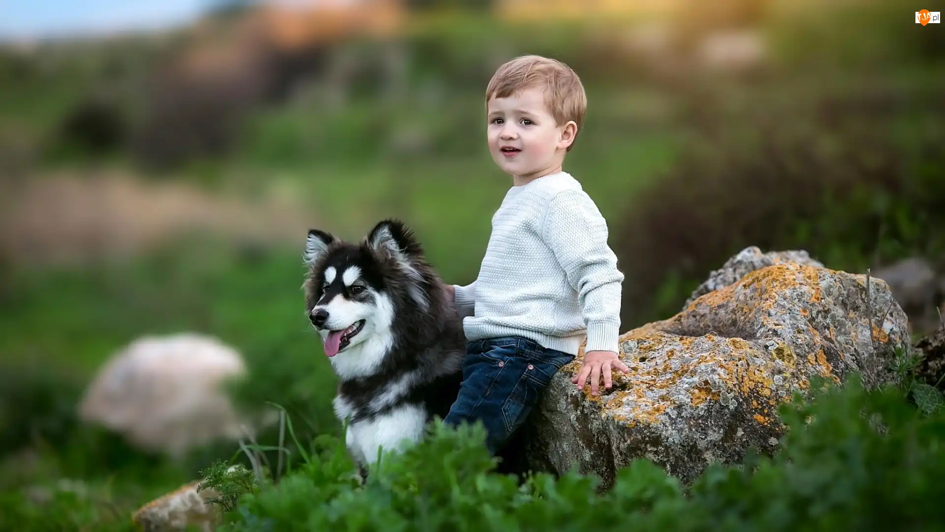 Kamień, Chłopiec, Siberian husky
