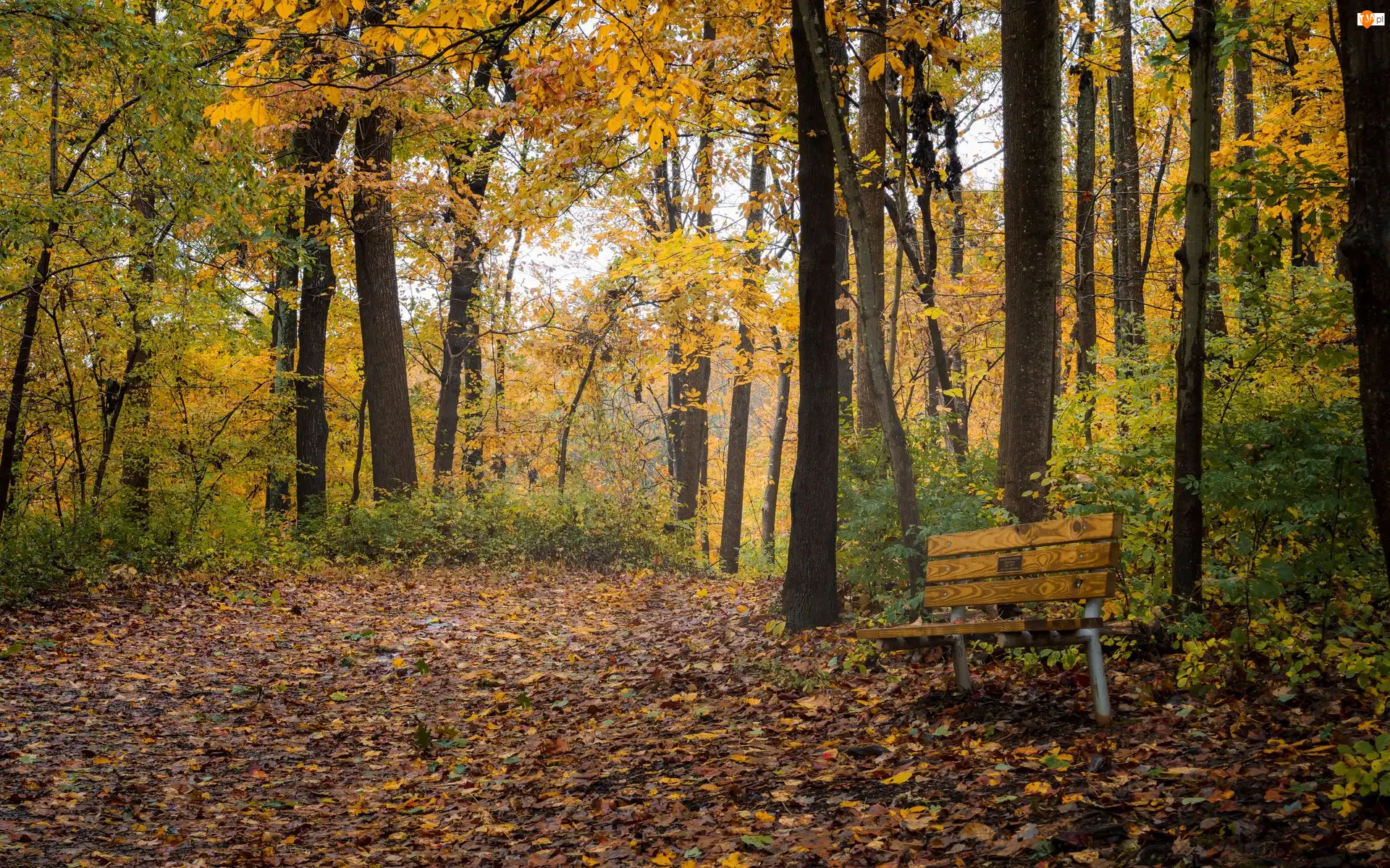 Ławka, Liście, Drzewa, Park, Jesień