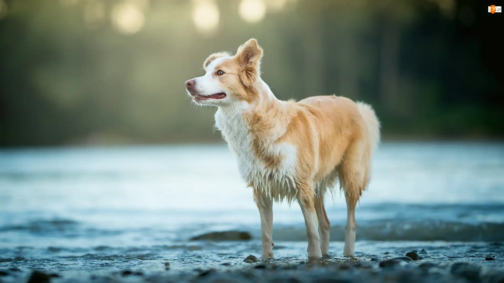 Woda, Tło, Border collie, Pies, Rozmyte