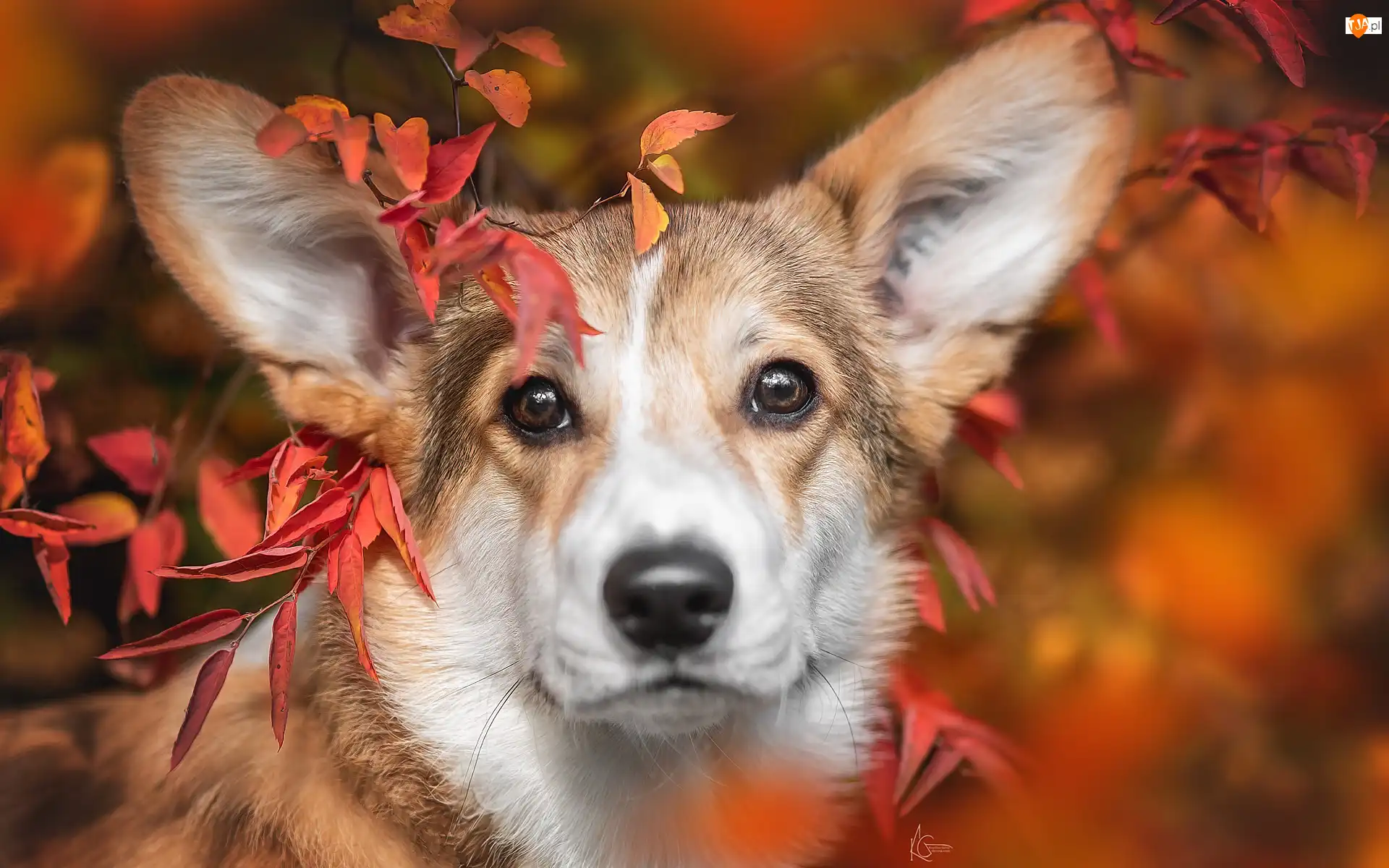Liście, Pies, Welsh corgi pembroke