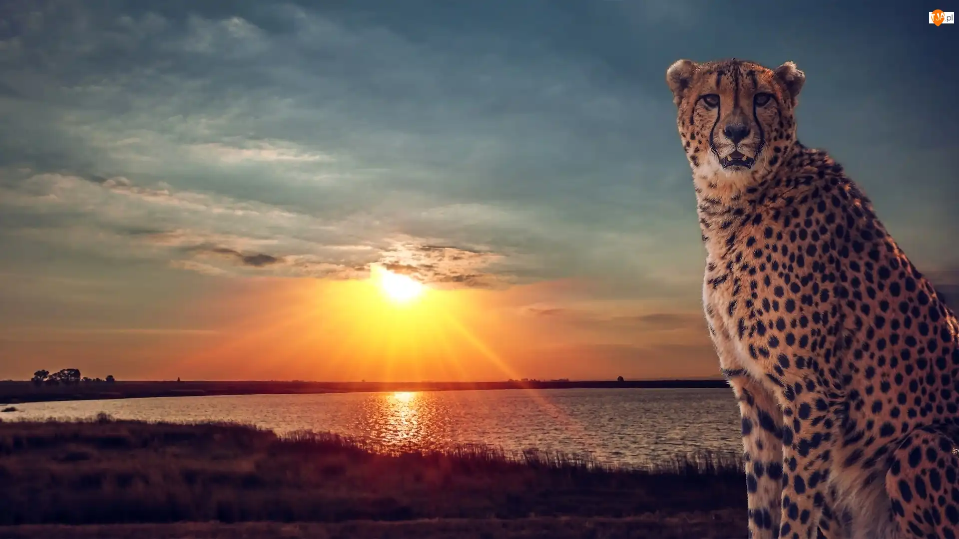 Słońca, Gepard, Jezioro, Zachód