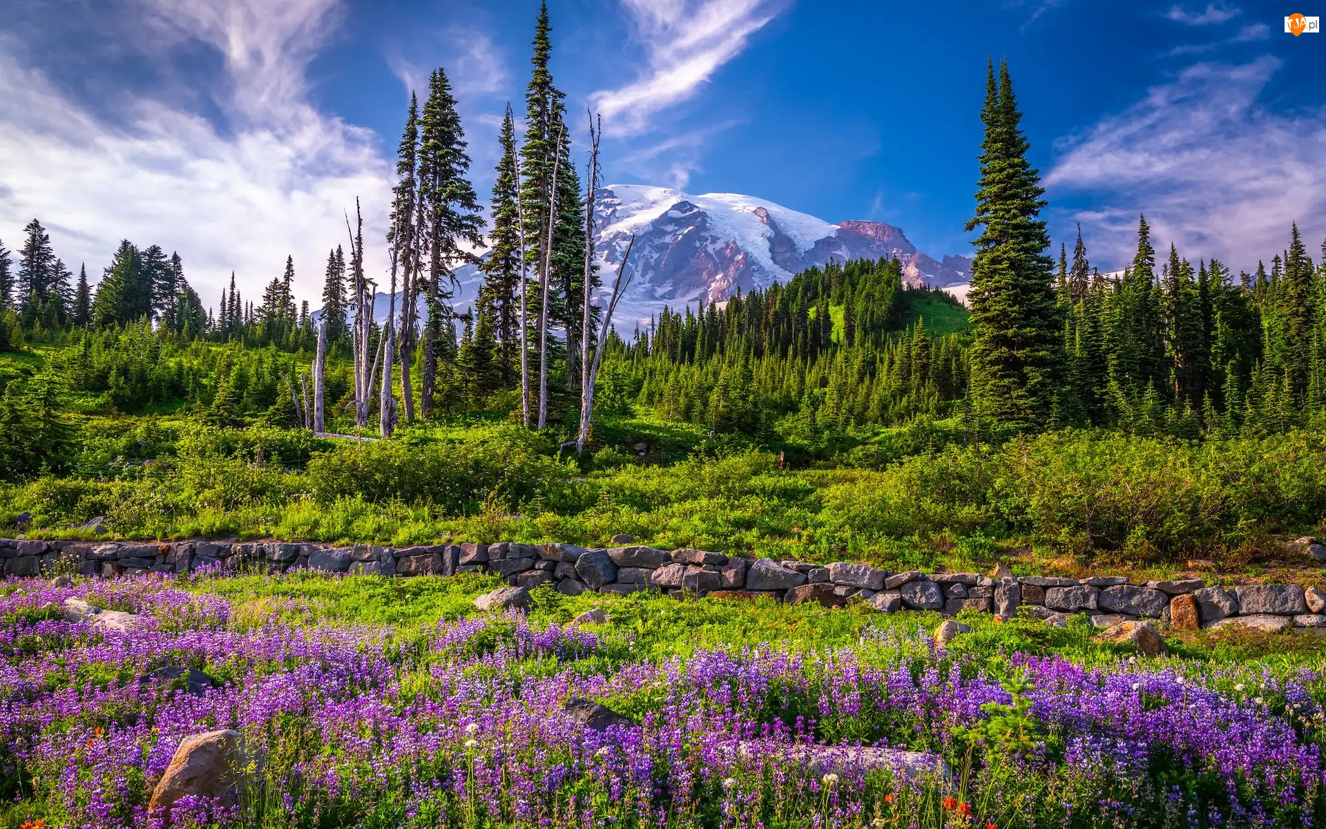 Łąka, Stany Zjednoczone, Góry, Kwiaty, Stan Waszyngton, Drzewa, Łubin, Park Narodowy Mount Rainier