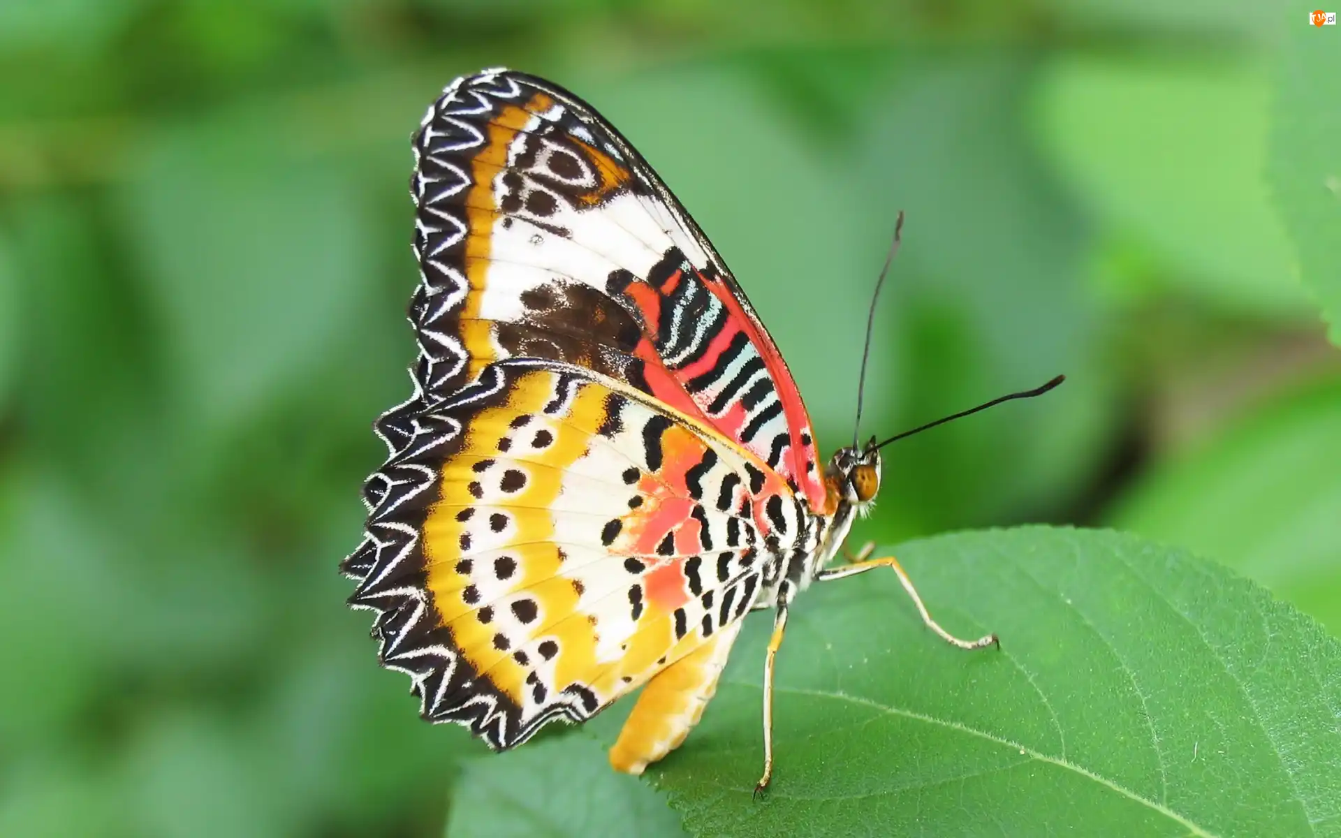 Liść, Motyl