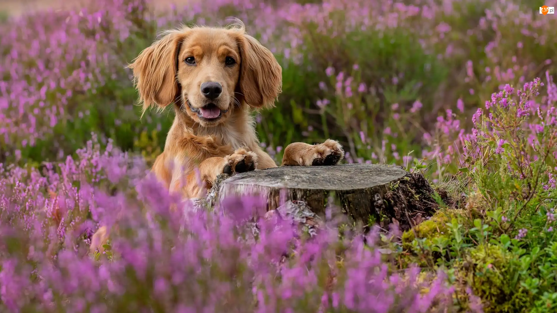 Kwiaty, Pień, Working cocker spaniel, Pies, Wrzosy