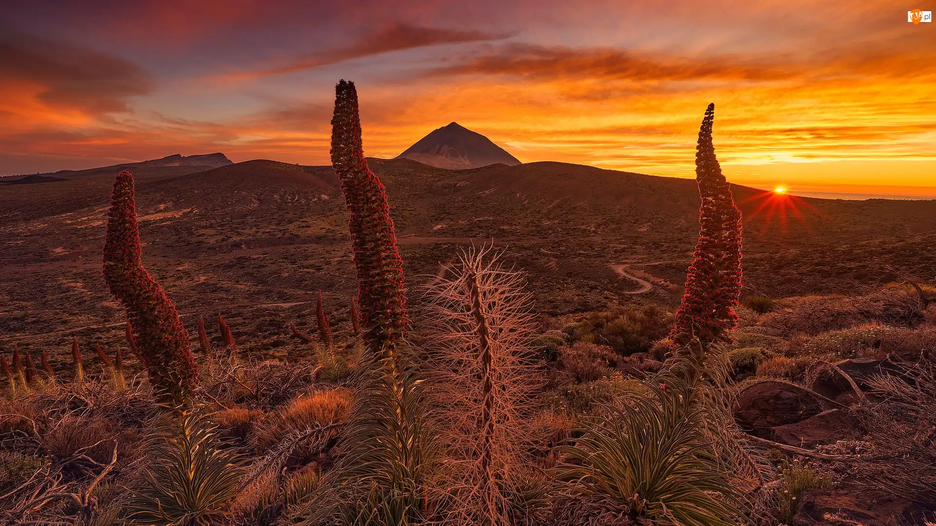 Wschód słońca, Park Narodowy Teide, Kwiaty, Teneryfa, Góry, Żmijowce rubinowe, Hiszpania, Góra Teide