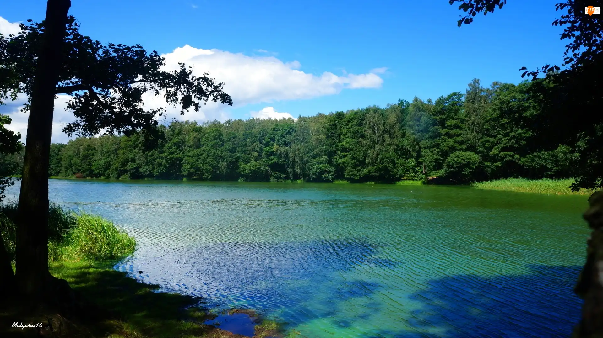 Drzewa, Jezioro, Woda