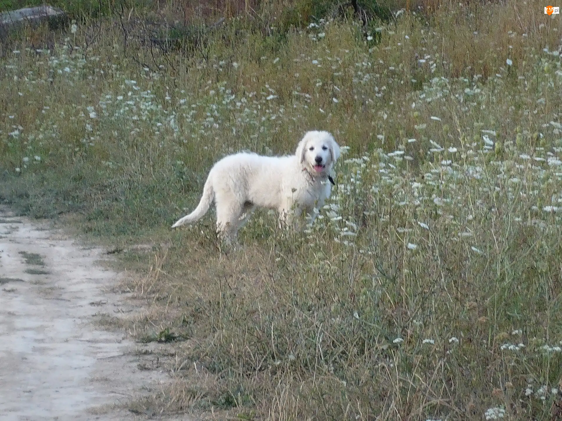 Owczarek węgierski Kuvasz, Biały