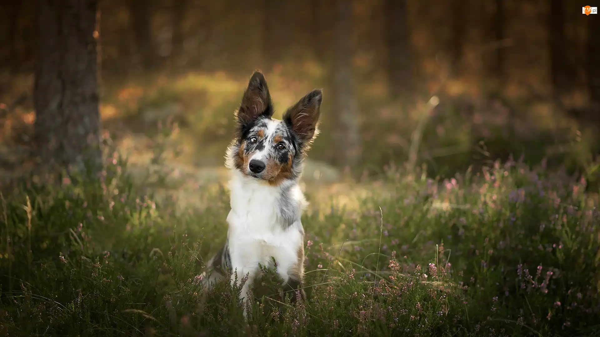 Wrzos, Pies, Border collie, Drzewa