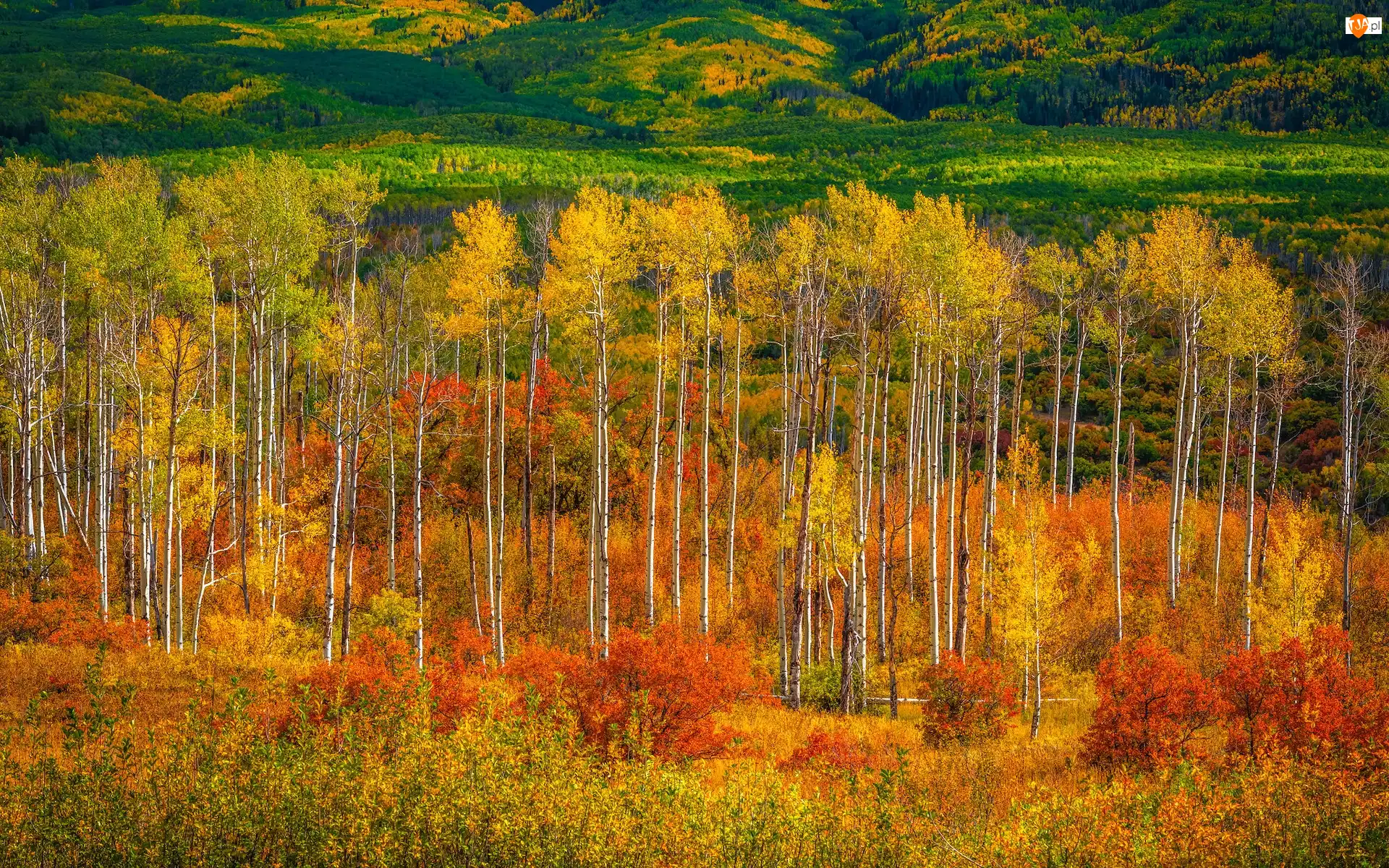 Topole osikowe, Stany Zjednoczone, Kebler Pass, Lasy, Kolorado, Drzewa, Jesień, Przełęcz