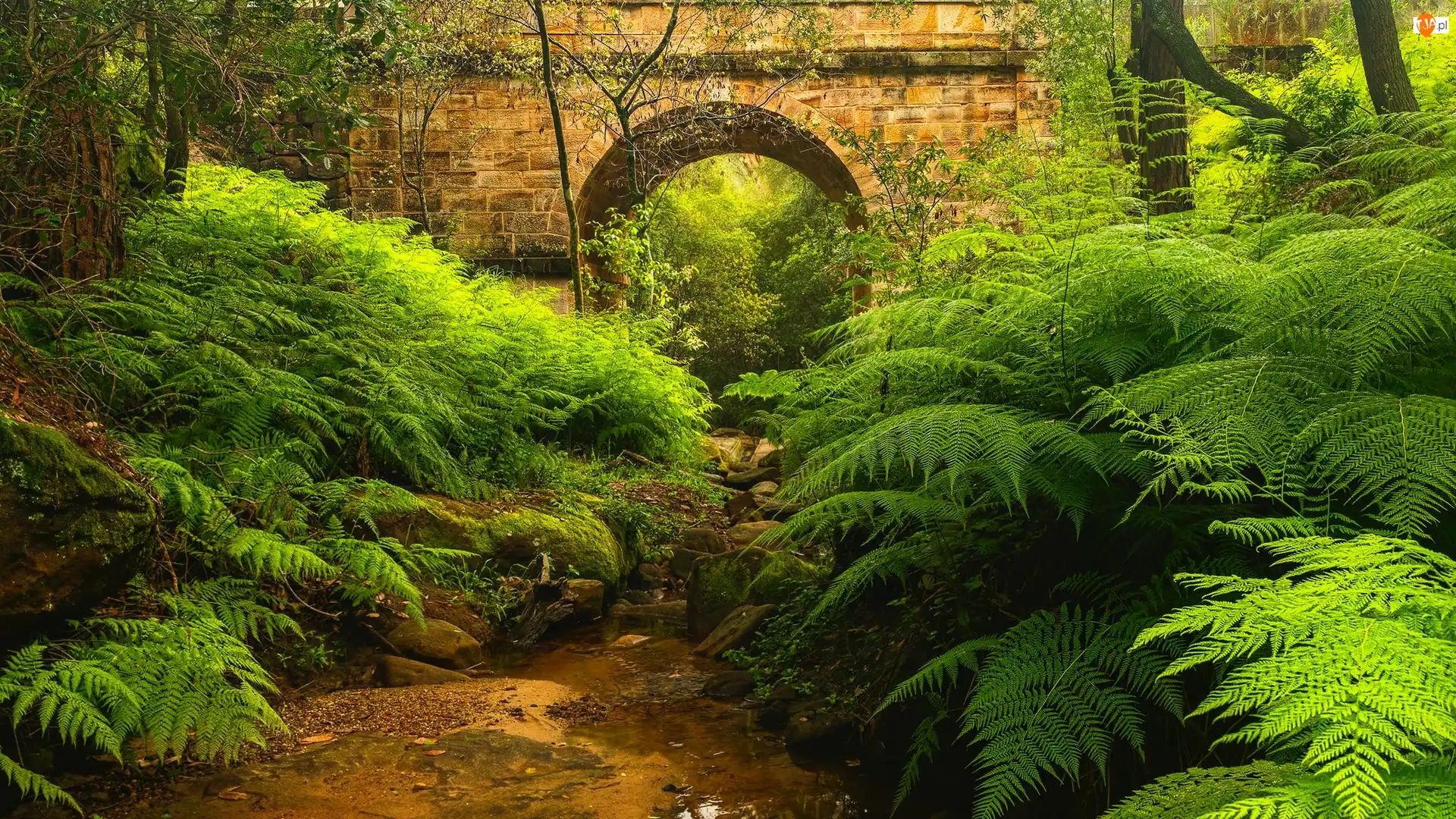 Lennox Bridge, Most, Blue Mountains, Australia, Paprocie, Nowa Południowa Walia