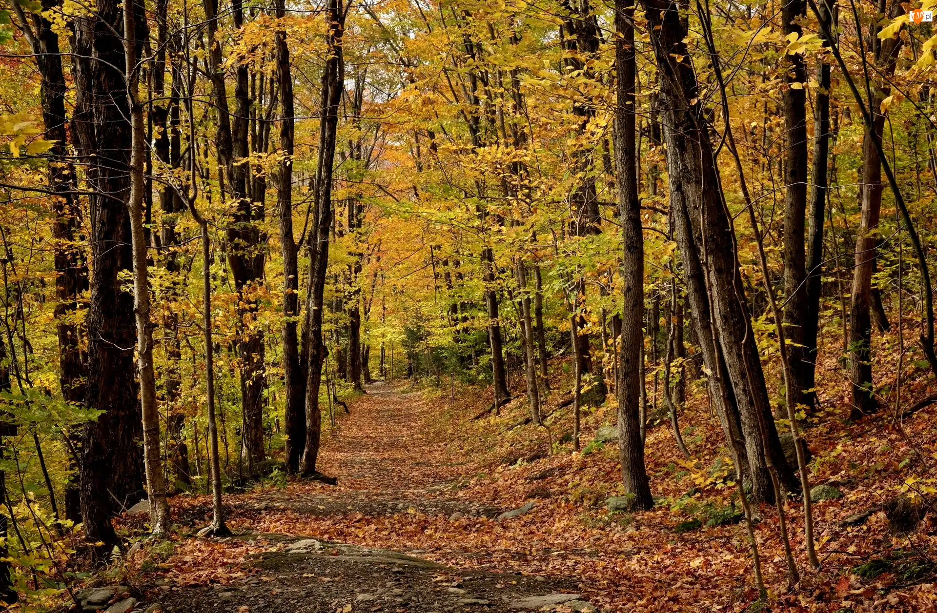 Drzewa, Prowincja Quebec, Las, Liście, Dróżka, Miasto Sutton, Park Parc denvironnement naturel de Sutton, Kanada, Jesień
