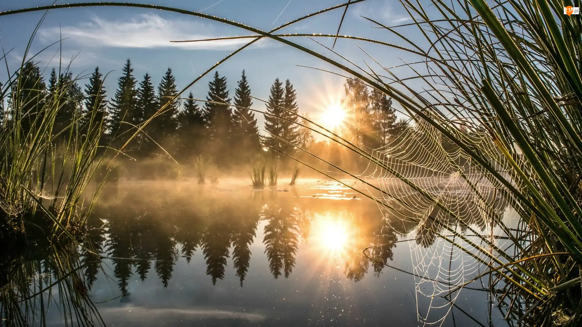 Mgła, Rzeka, Trawy, Drzewa, Promienie słońca, Pajęczyna