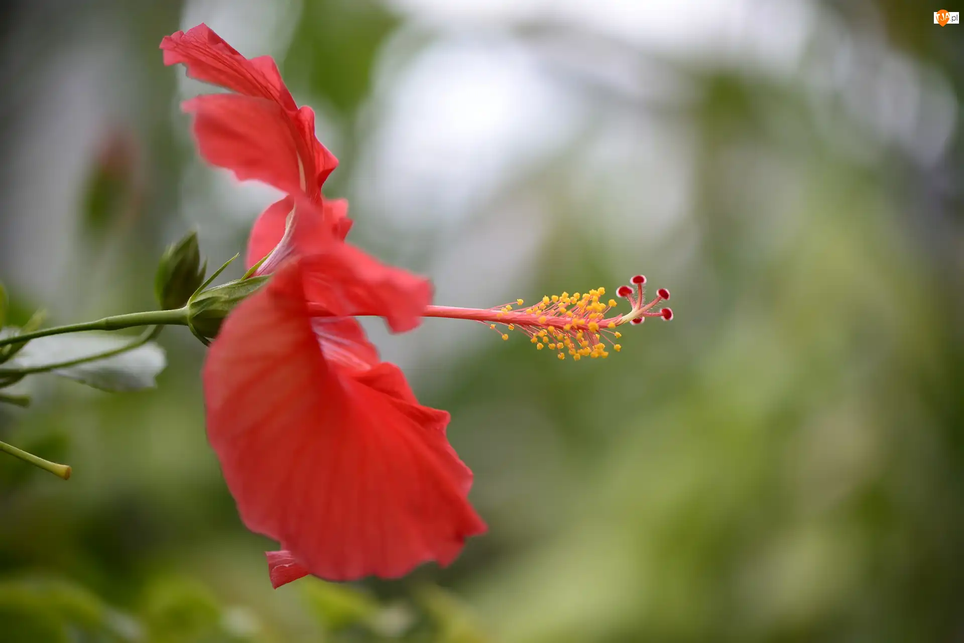 Zbliżenie, Czerwony, Kwiat, Hibiskus