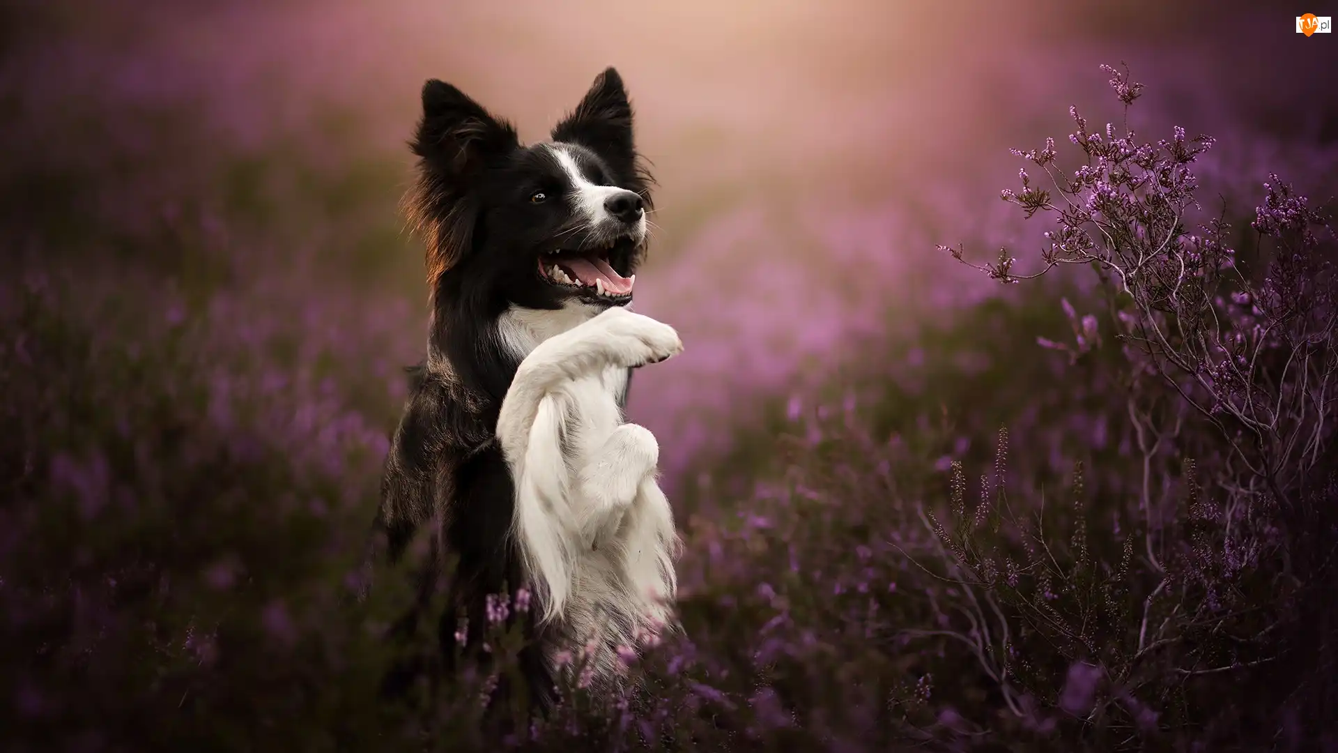Pies, Czarno-biały, Uniesiona, Wrzosy, Border collie, Łapka