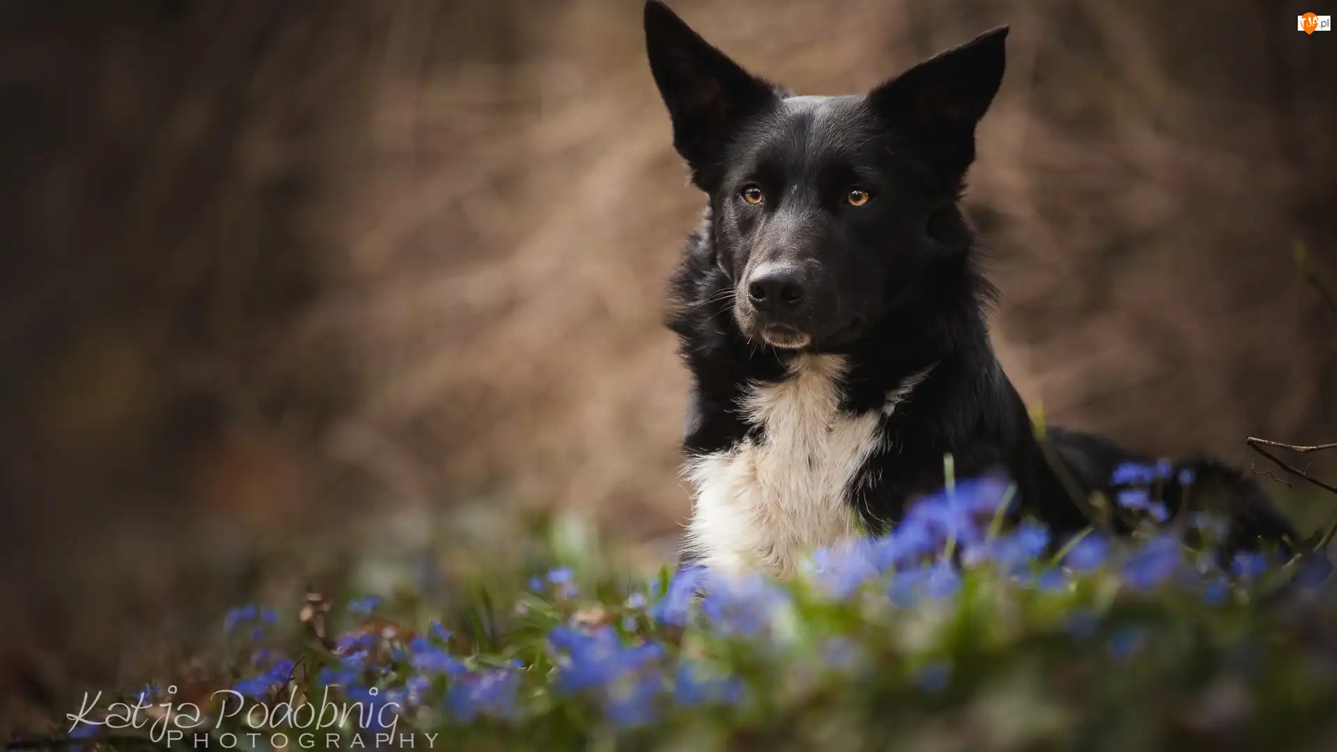 Kwiaty, Tło, Border collie, Pies, Rozmyte